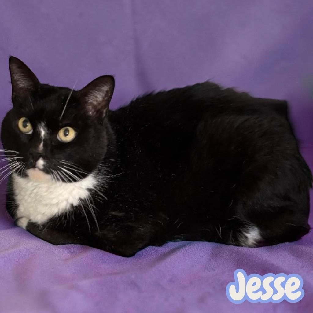 Jesse, Adoptable, Adult Male Domestic Short Hair.