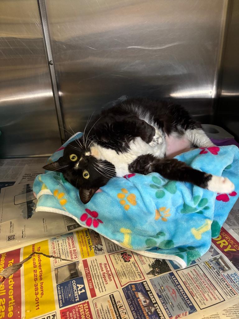 Enlarge Jesse, a Adoptable Domestic Short Hair in Sorrento, LA image 2/3