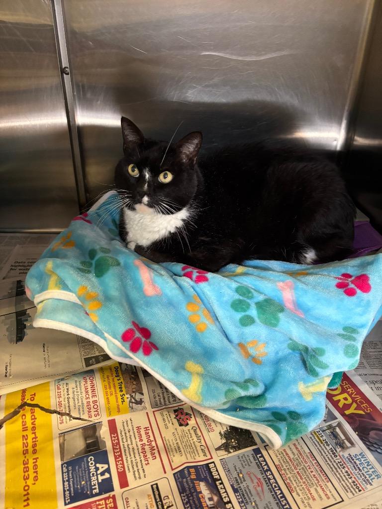 Enlarge Jesse, a Adoptable Domestic Short Hair in Sorrento, LA image 3/3
