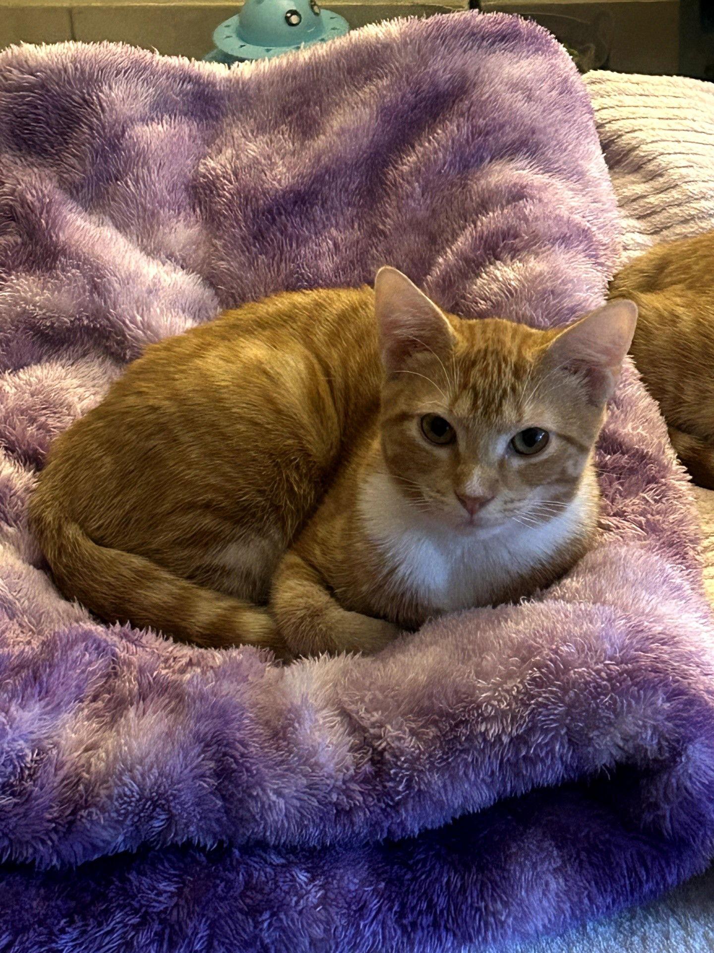 Enlarge LISA, a Adoptable American Shorthair in Oakland Park, FL image 1/3