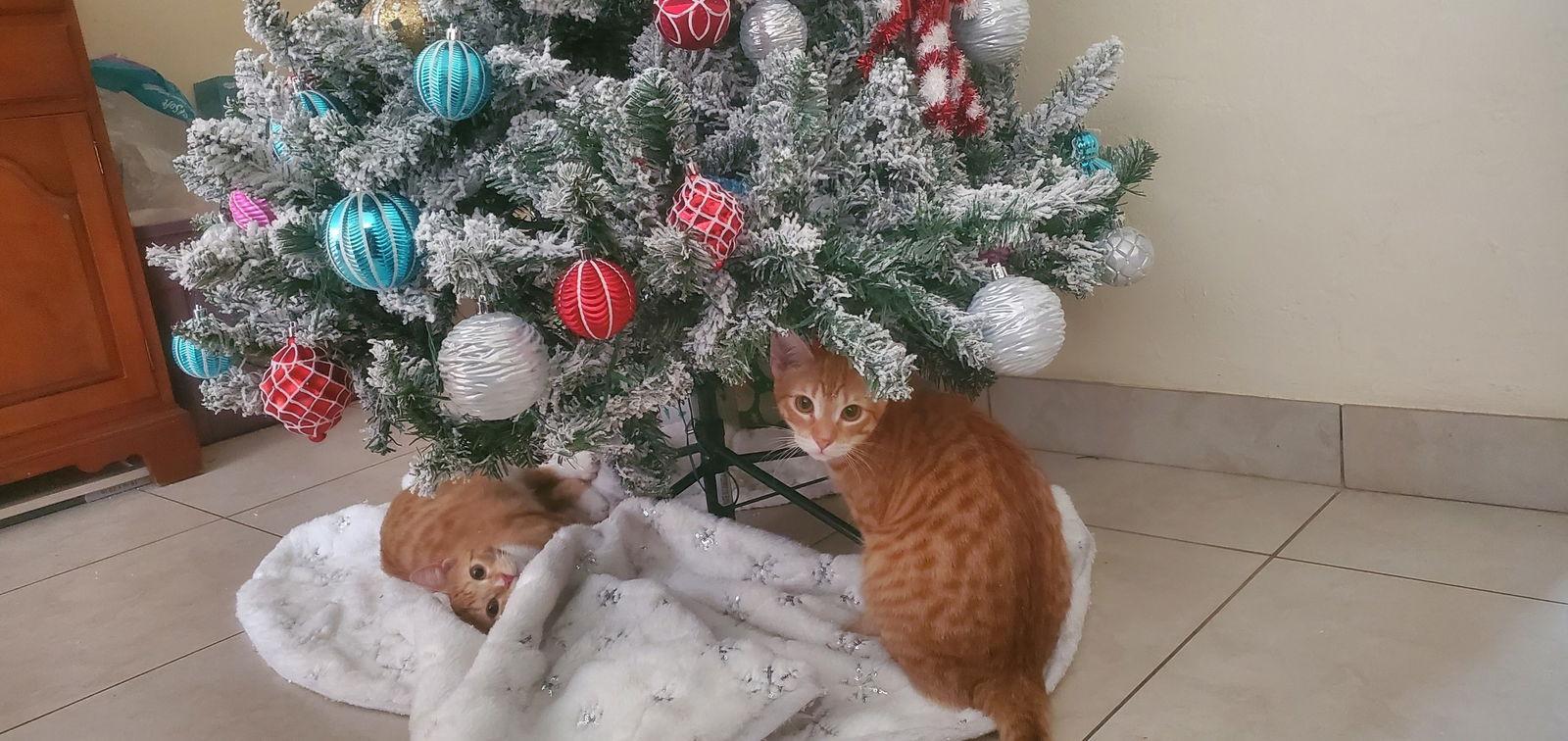 Enlarge LISA, a Adoptable American Shorthair in Oakland Park, FL image 2/3