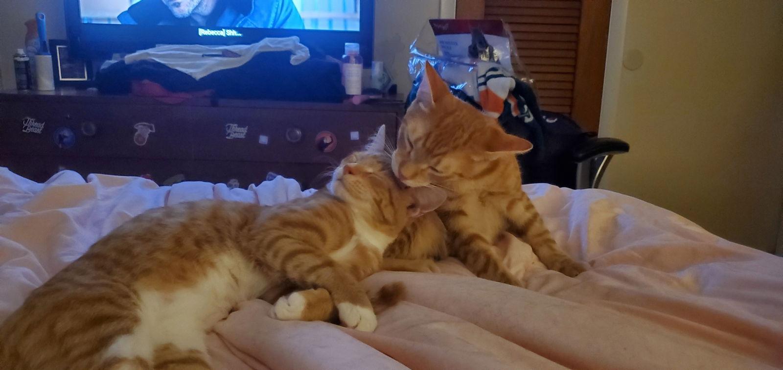 Enlarge LISA, a Adoptable American Shorthair in Oakland Park, FL image 3/3