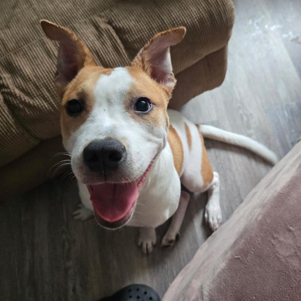 Bear, a Adoptable Mixed Breed in Lima, OH image 3/3