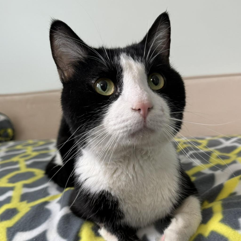 Samson, Adoptable, Adult Male Domestic Short Hair.