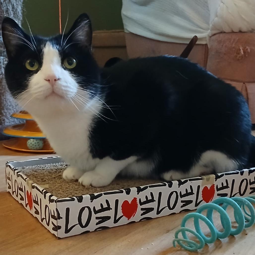 Enlarge Samson, a Adoptable Domestic Short Hair in Zimmerman, MN image 2/6