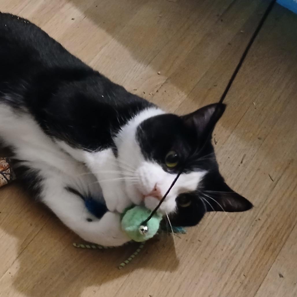 Enlarge Samson, a Adoptable Domestic Short Hair in Zimmerman, MN image 3/6