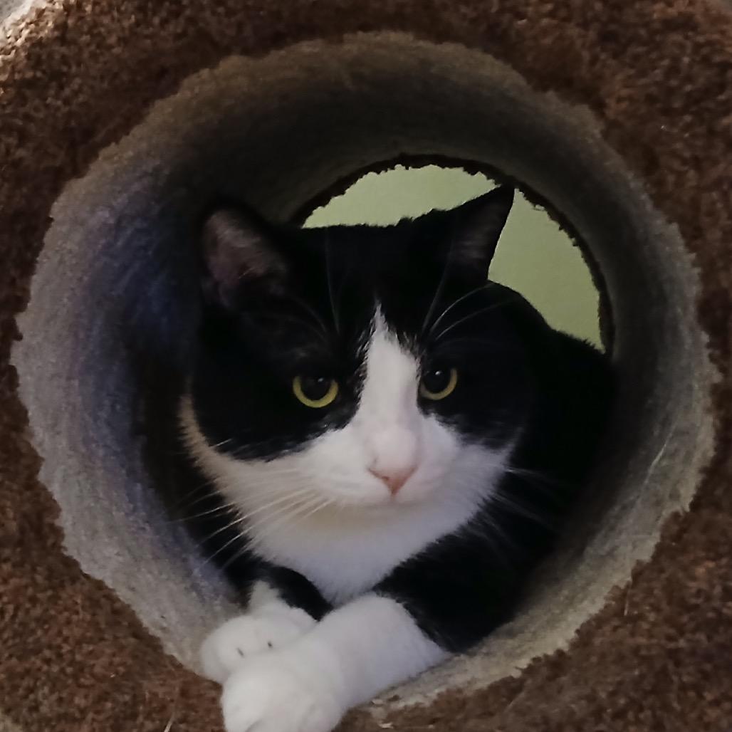 Enlarge Samson, a Adoptable Domestic Short Hair in Zimmerman, MN image 4/6