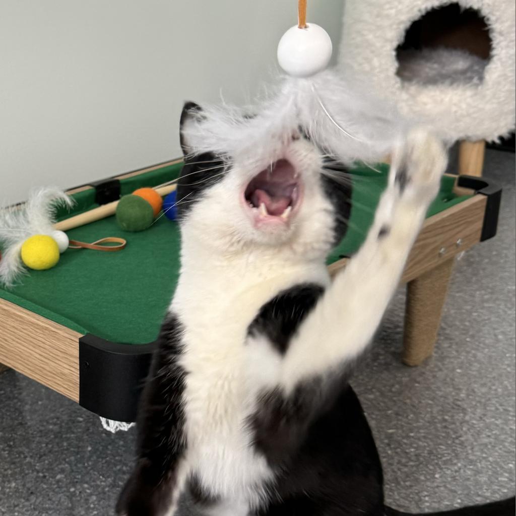 Enlarge Samson, a Adoptable Domestic Short Hair in Zimmerman, MN image 5/6