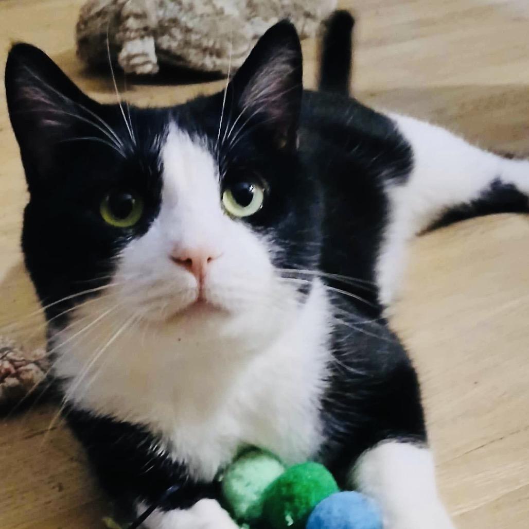 Enlarge Samson, a Adoptable Domestic Short Hair in Zimmerman, MN image 6/6