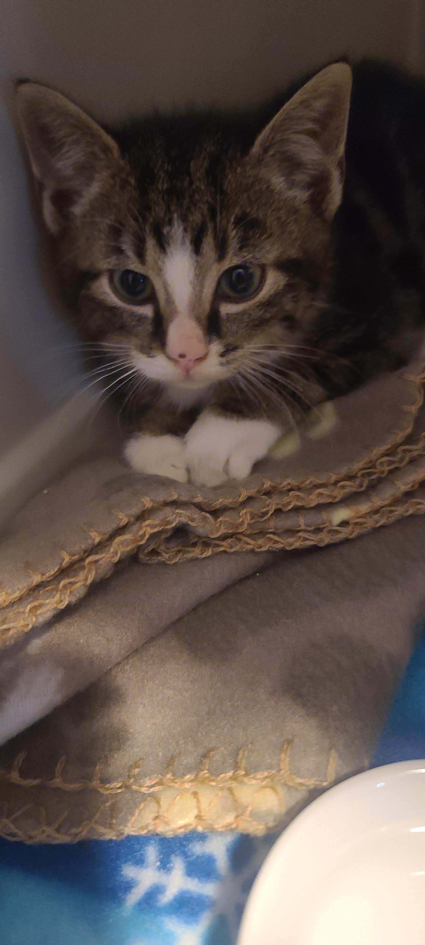 Enlarge FRECKLES, a ADOPTABLE Tabby in Elgin, SC image 3/5