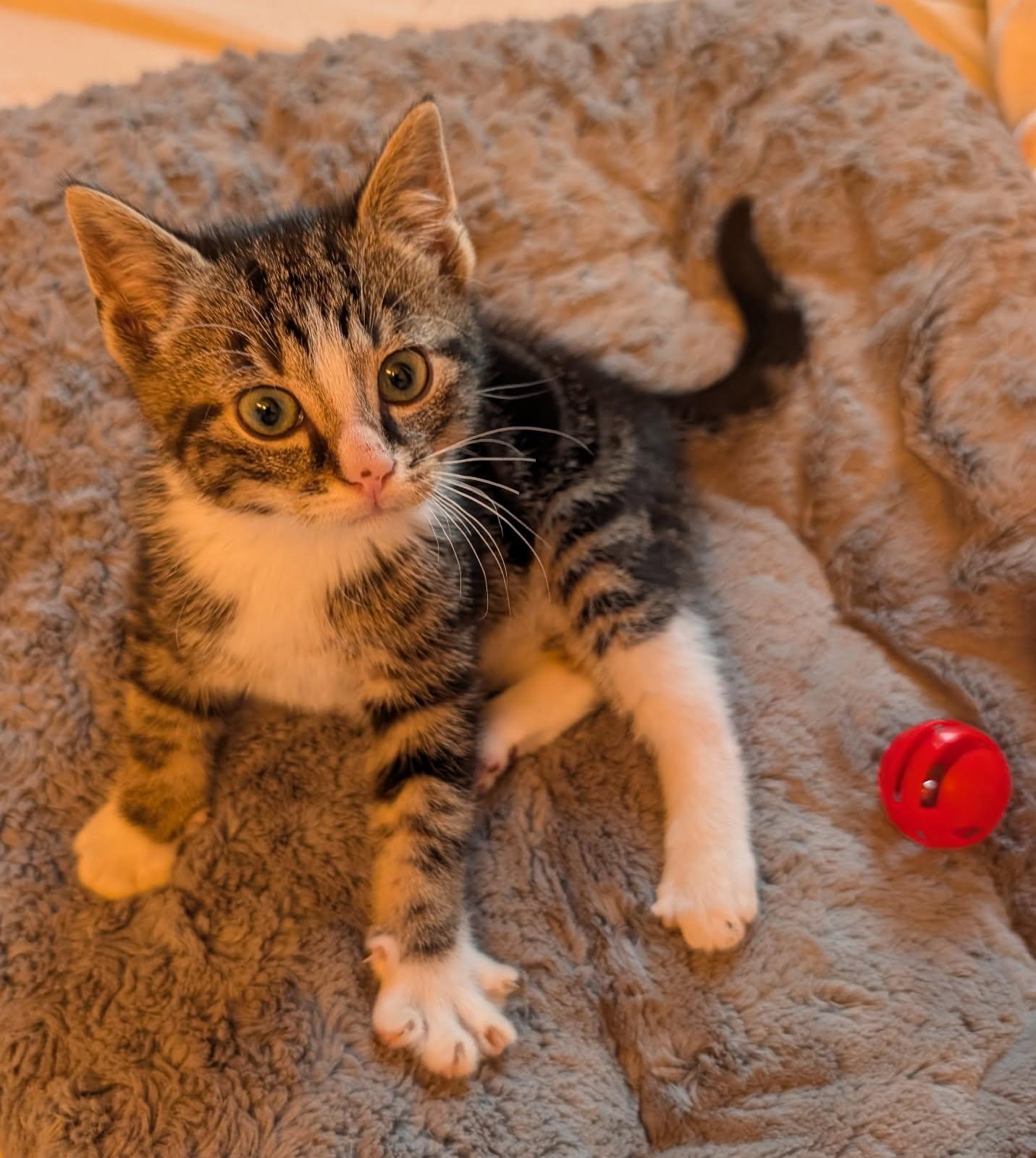 Enlarge FRECKLES, a ADOPTABLE Tabby in Elgin, SC image 1/5