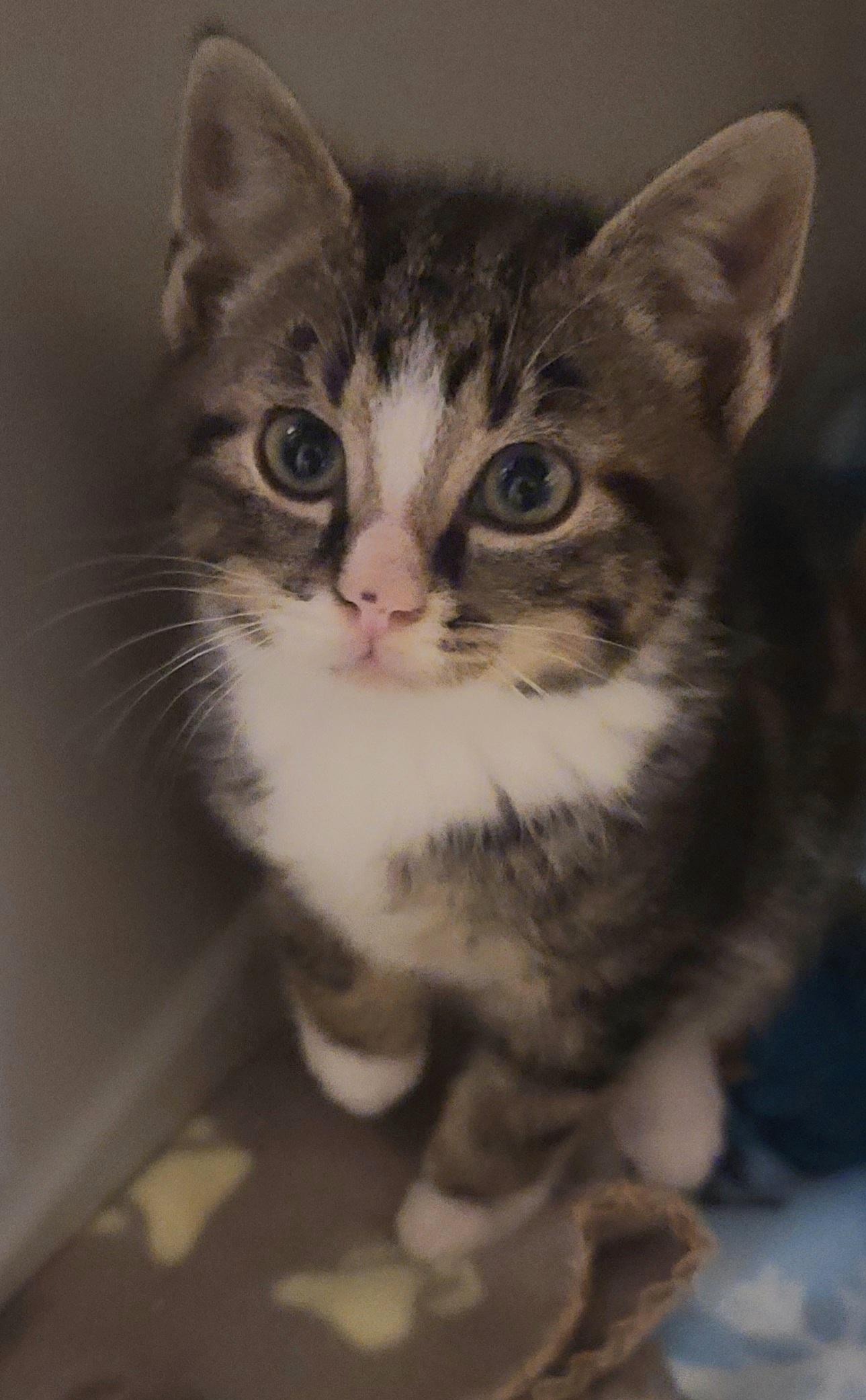 Enlarge FRECKLES, a ADOPTABLE Tabby in Elgin, SC image 2/5