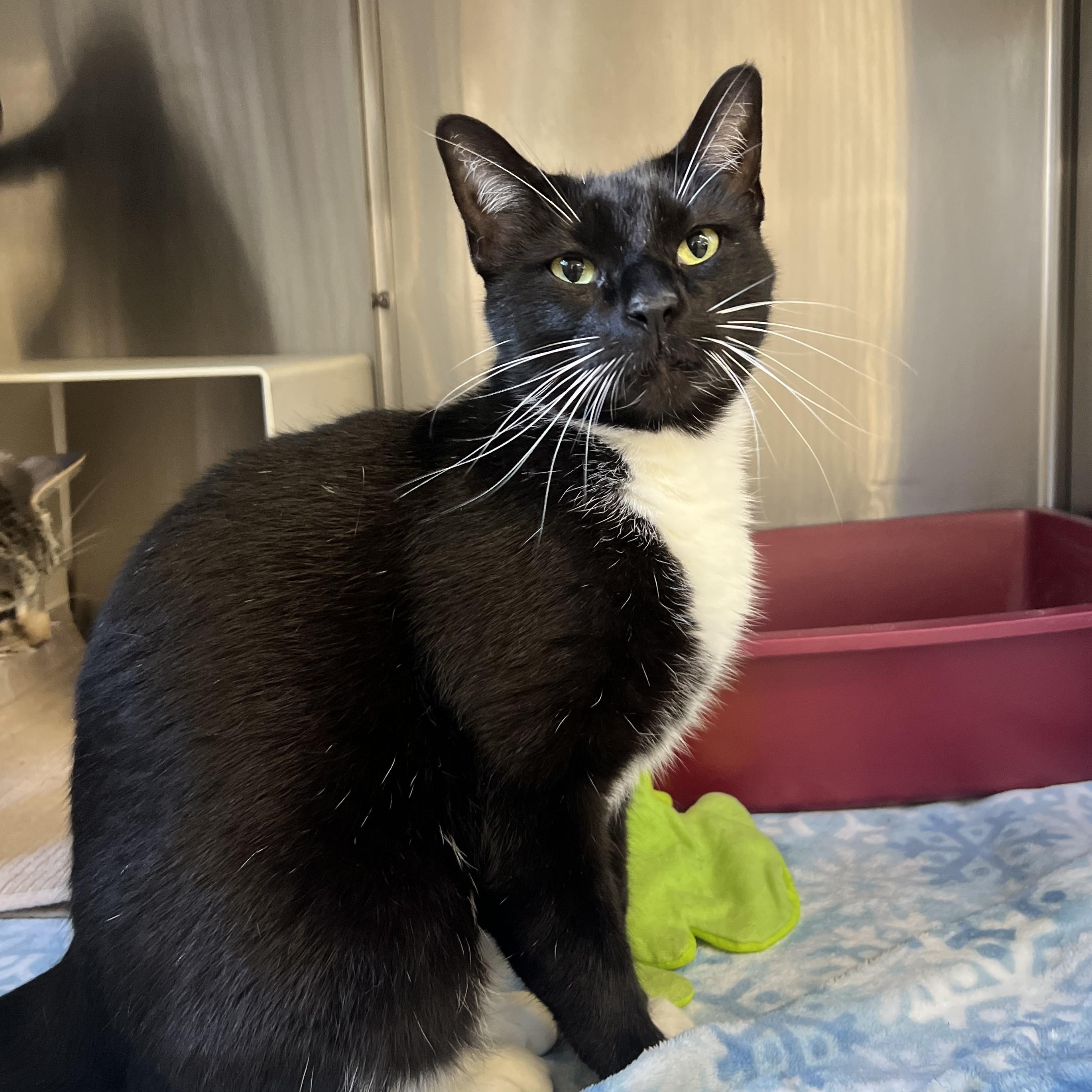 Enlarge Tex, an adopted mixed breed in Mount Pleasant, MI image 3/3