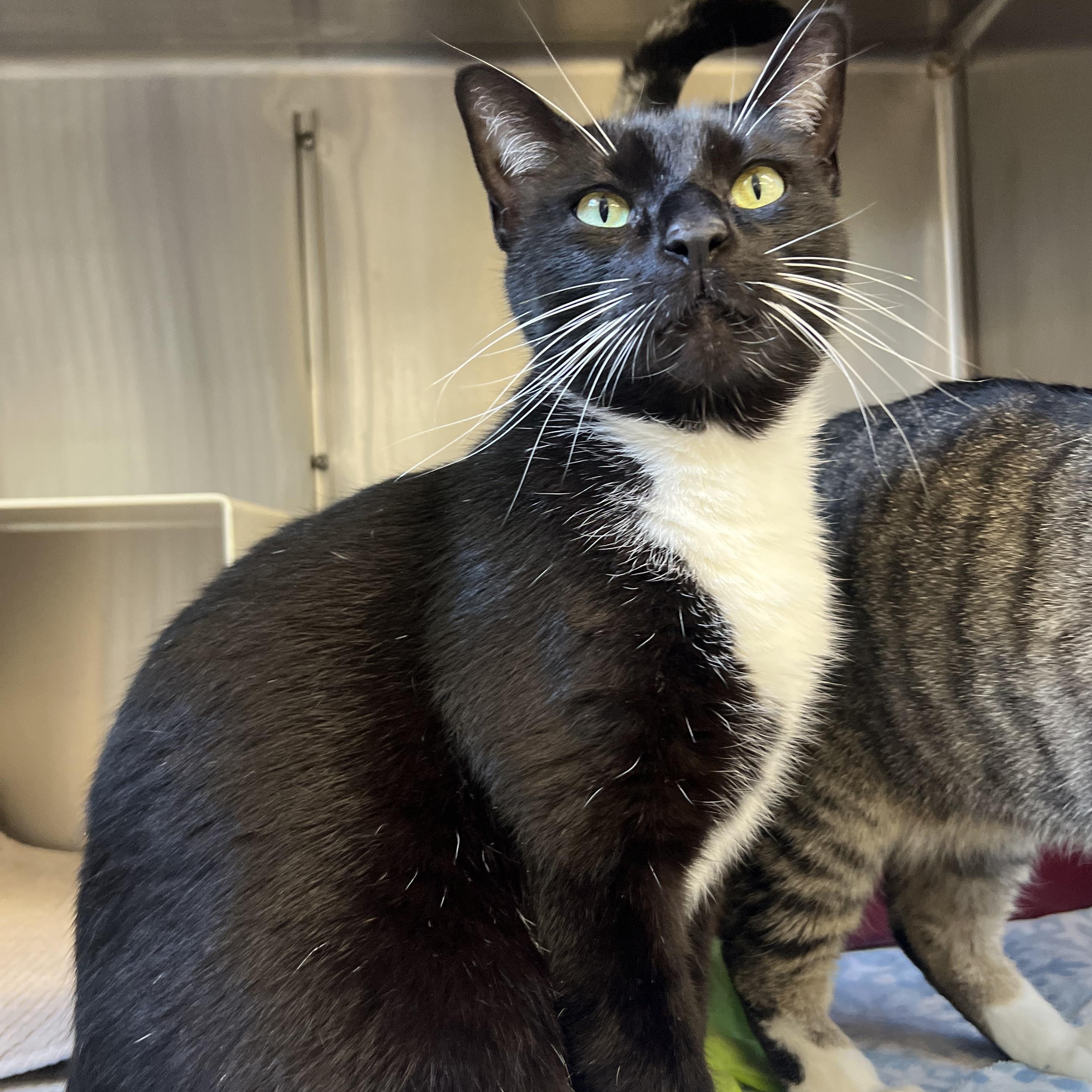 Tex, adopted, Adult Male Domestic Short Hair.