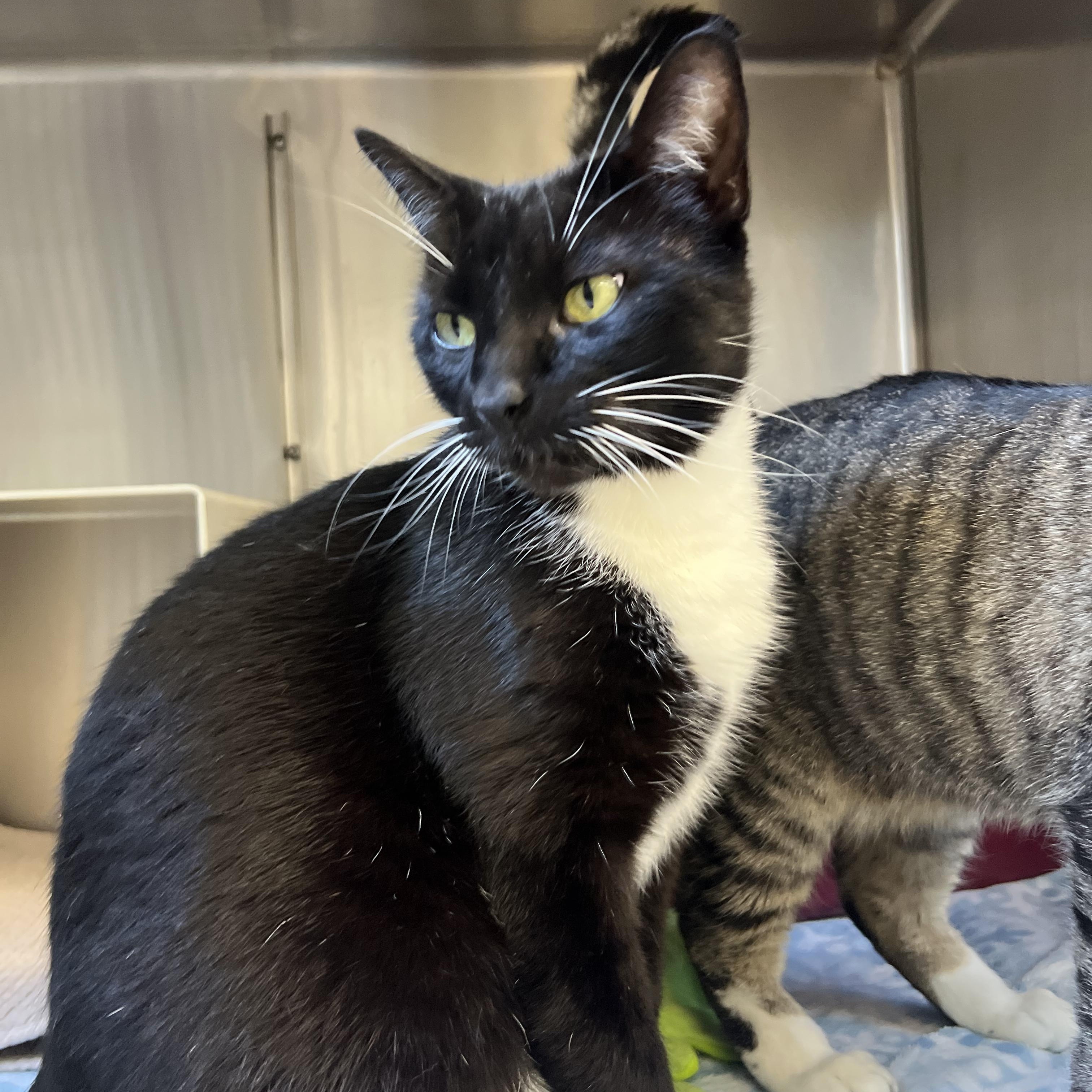 Enlarge Tex, an adopted mixed breed in Mount Pleasant, MI image 2/3