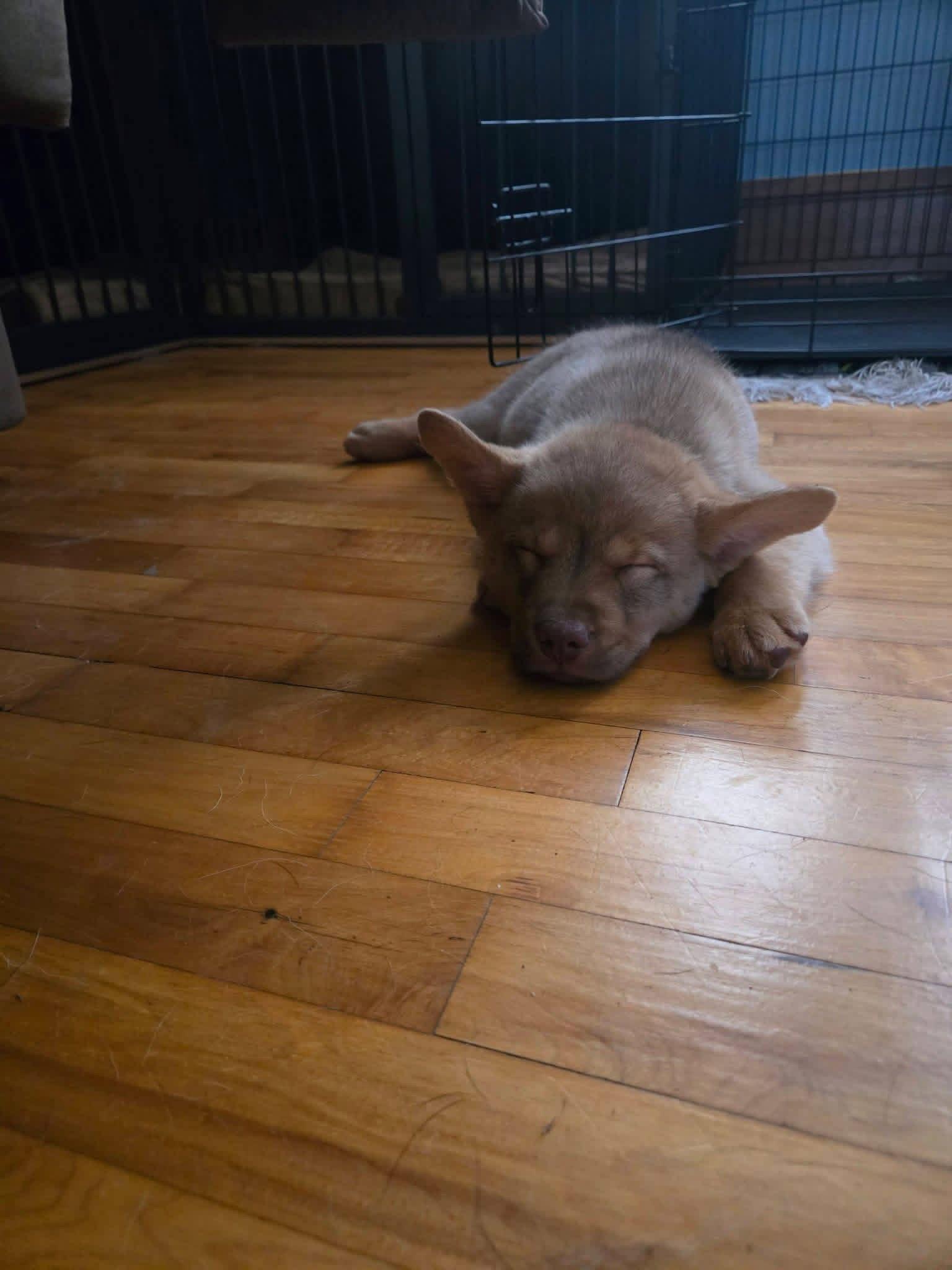 Ice Man, a Adopted Terrier in New London, WI image 2/2