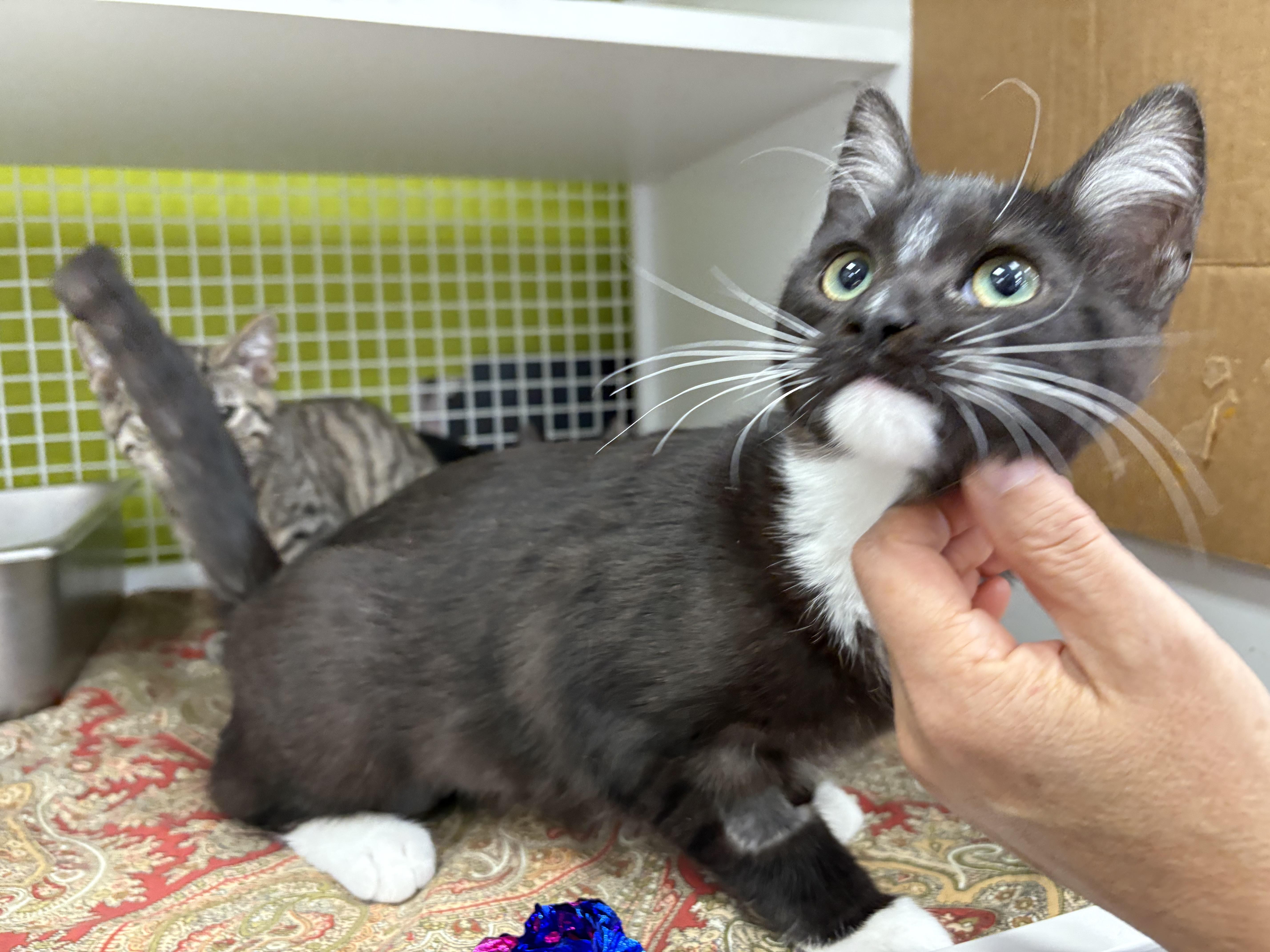 Enlarge Wednesday, an adopted Domestic Short Hair in La Canada, CA image 4/6