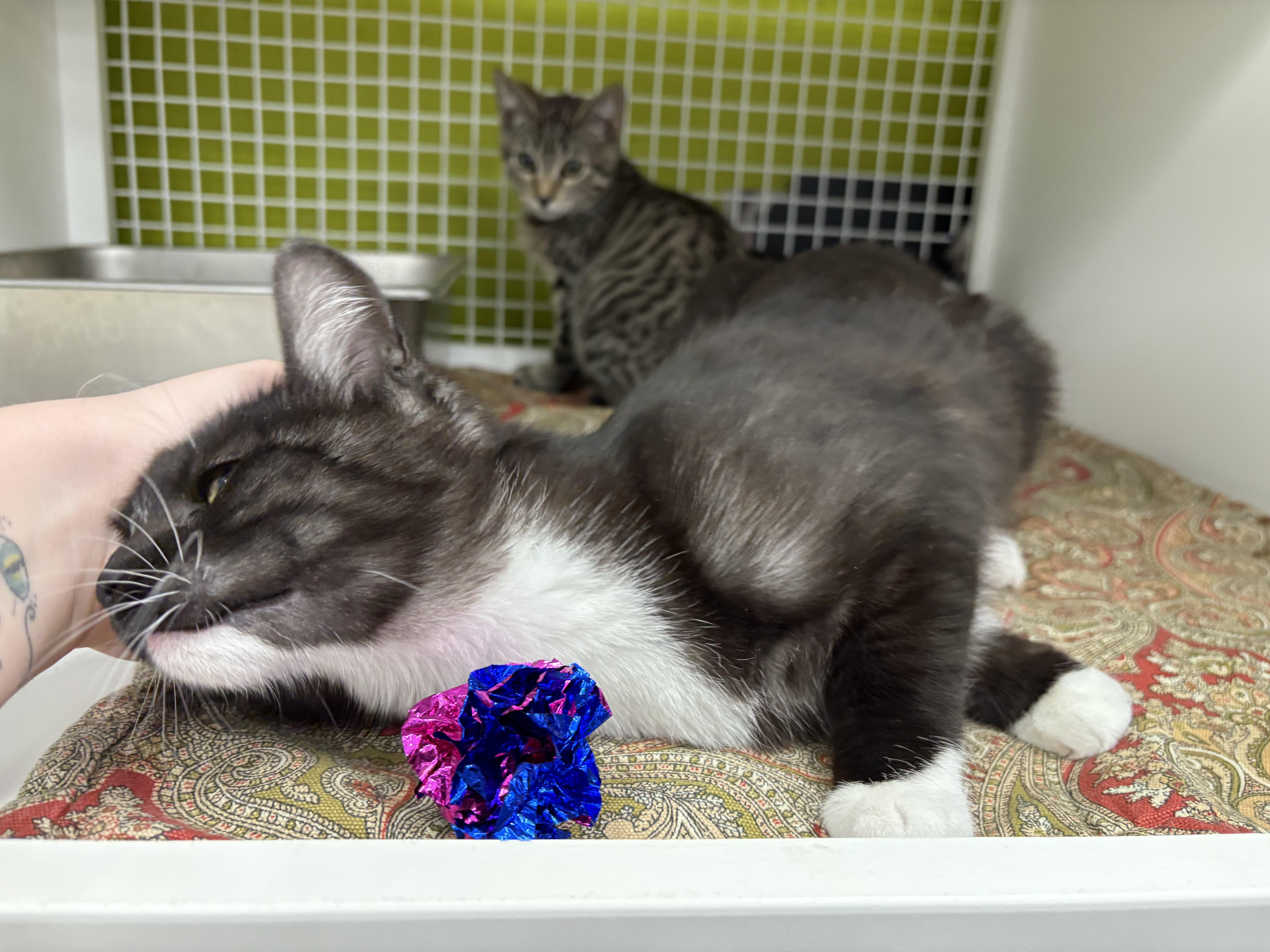 Enlarge Wednesday, an adopted Domestic Short Hair in La Canada, CA image 3/6