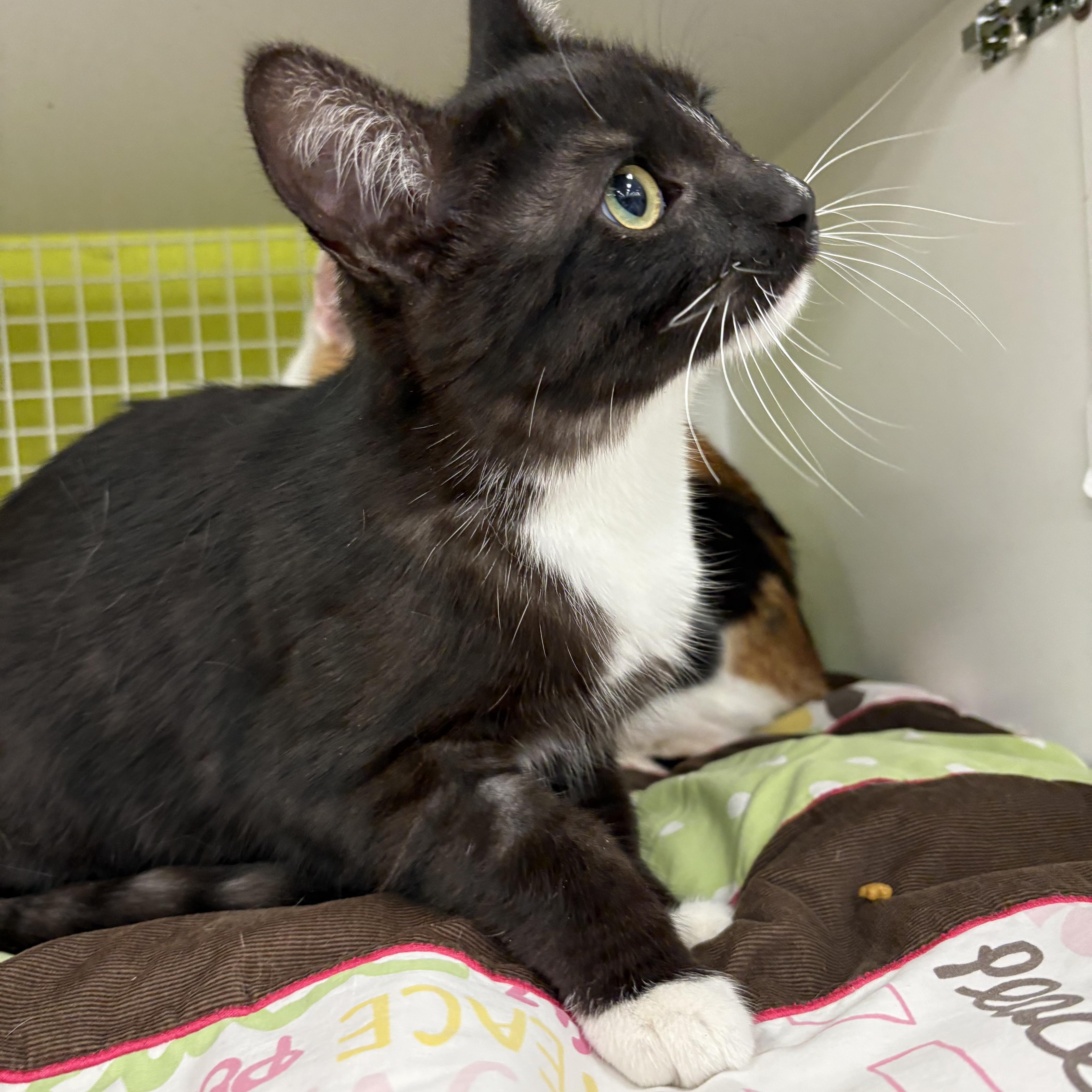 Enlarge Wednesday, an adopted Domestic Short Hair in La Canada, CA image 5/6