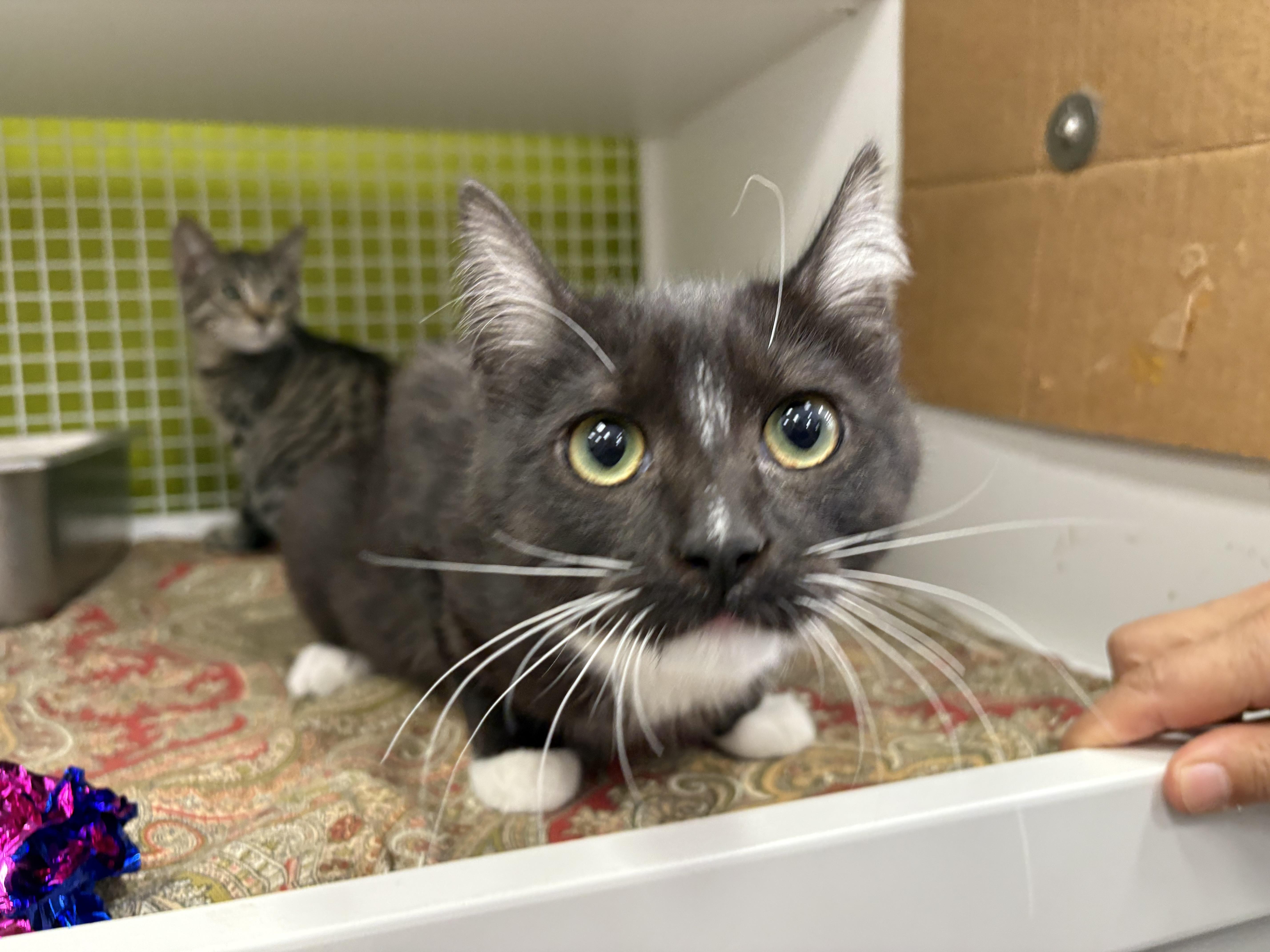 Enlarge Wednesday, an adopted Domestic Short Hair in La Canada, CA image 2/6