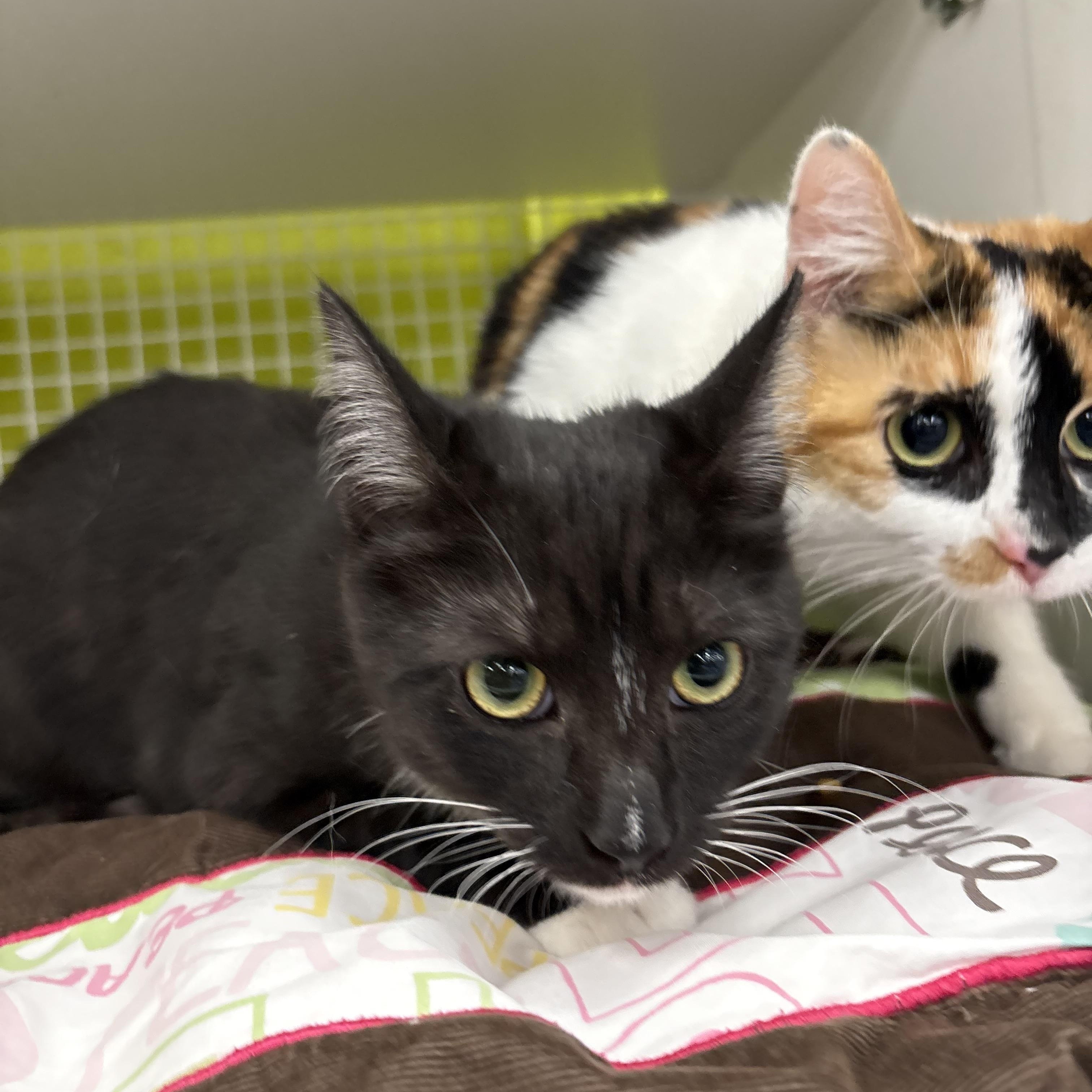 Enlarge Wednesday, an adopted Domestic Short Hair in La Canada, CA image 6/6