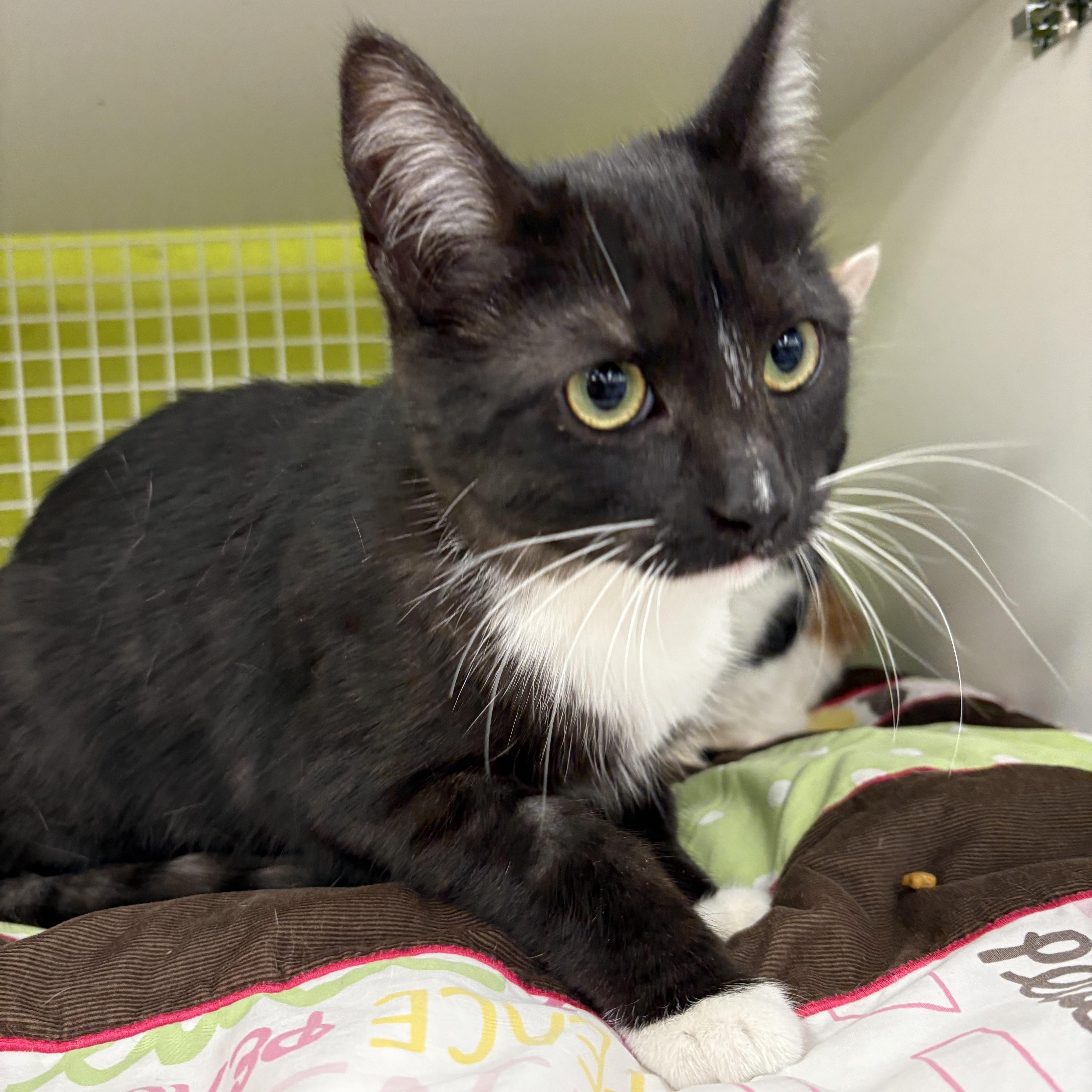 Enlarge Wednesday, an adopted Domestic Short Hair in La Canada, CA image 1/6