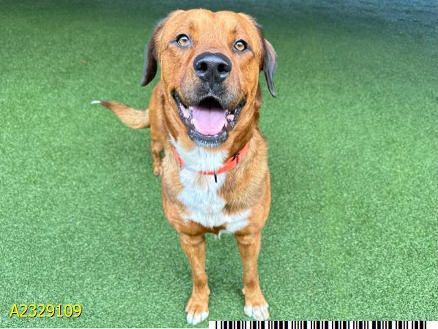 Enlarge COOPER, a Adoptable Mixed Breed in West Palm Beach, FL image 1/1