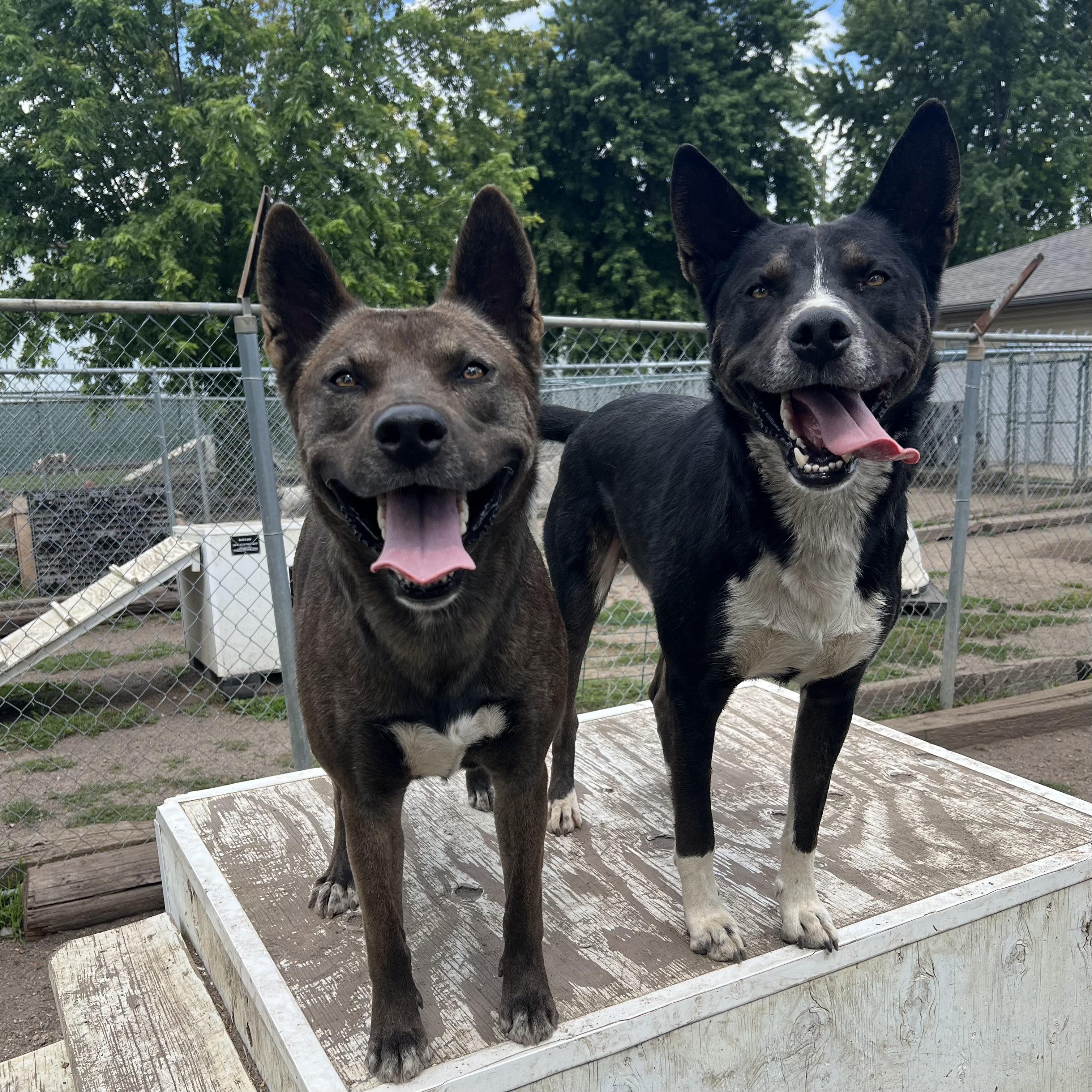Chico & Breezie - NO FEE (Sponsored by the Martin County West 4th Graders), a Adoptable mixed breed in Fairmont, MN image 3/6