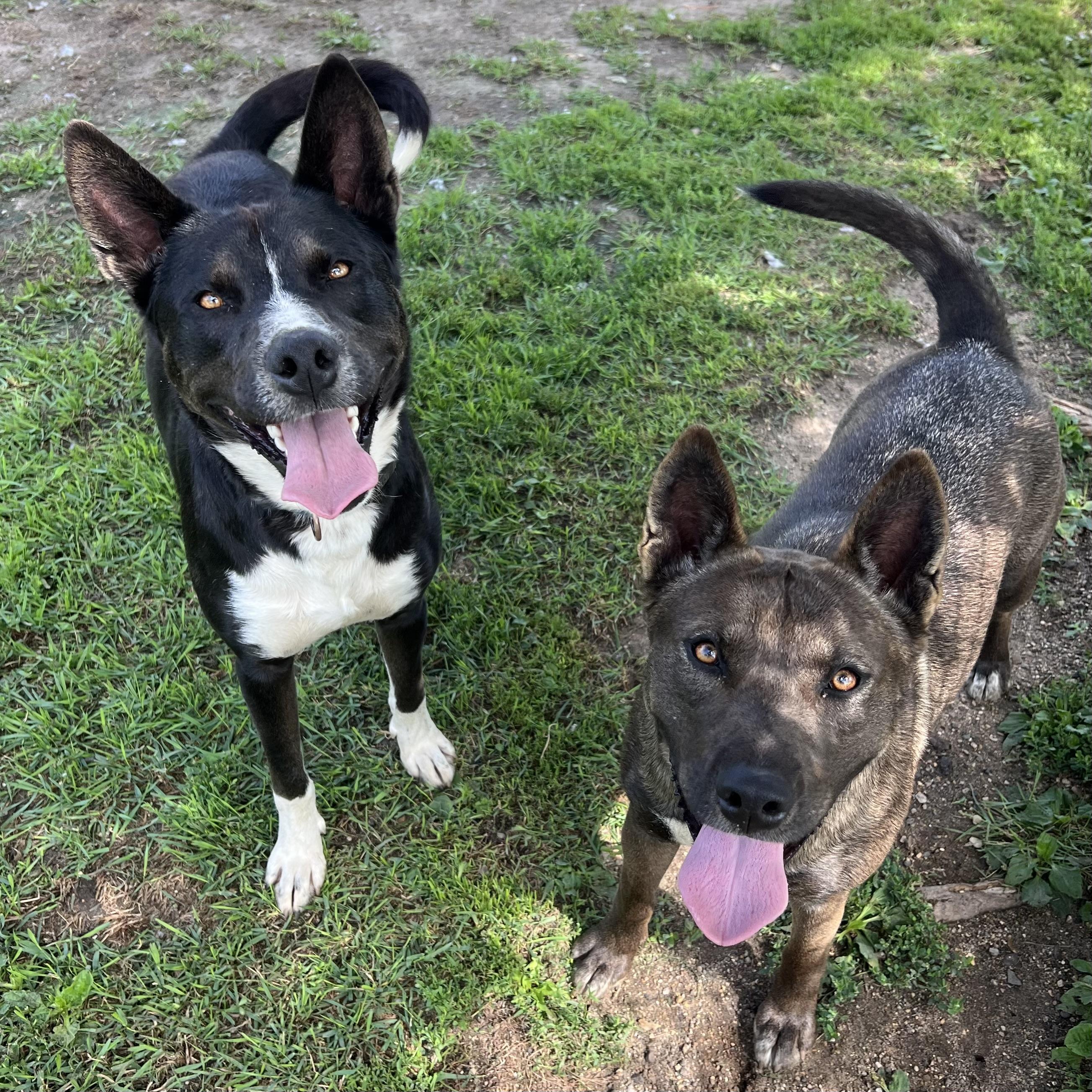 Chico & Breezie **NO FEE** (Sponsored by the Martin County West 4th Graders), a Adoptable mixed breed in Fairmont, MN image 4/6