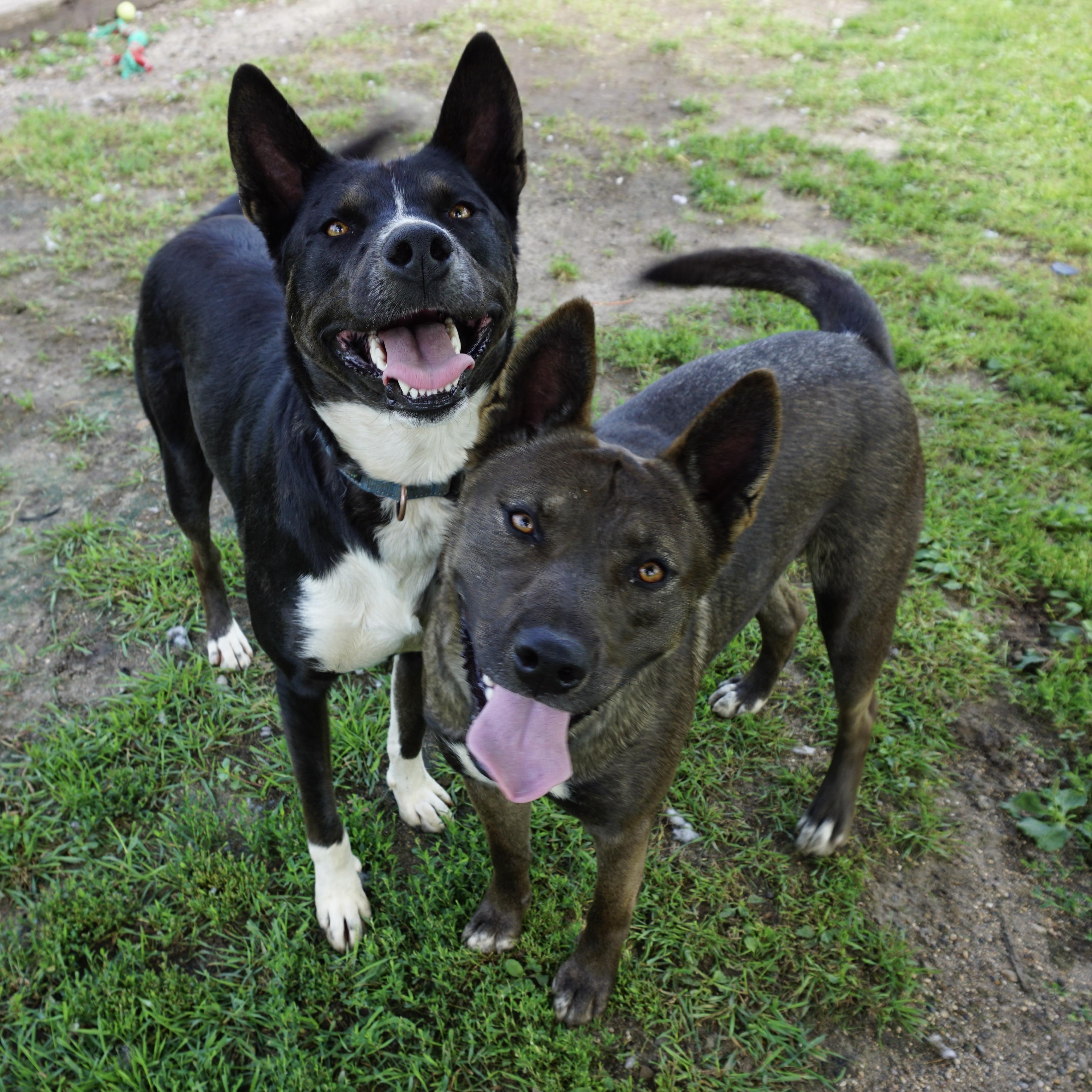 Chico & Breezie **NO FEE** (Sponsored by the Martin County West 4th Graders), a Adoptable mixed breed in Fairmont, MN image 2/6