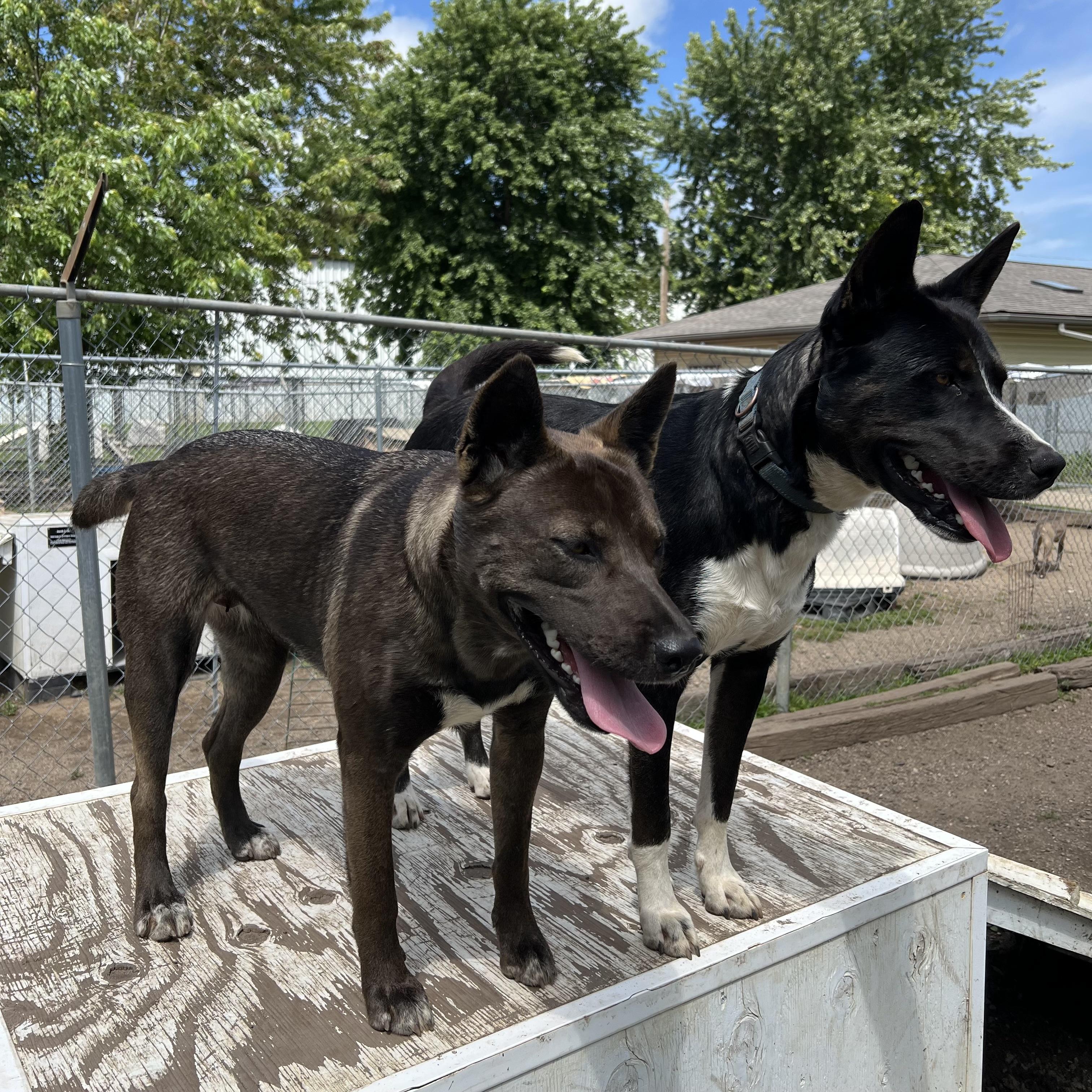 Chico & Breezie **NO FEE** (Sponsored by the Martin County West 4th Graders), a Adoptable mixed breed in Fairmont, MN image 6/6