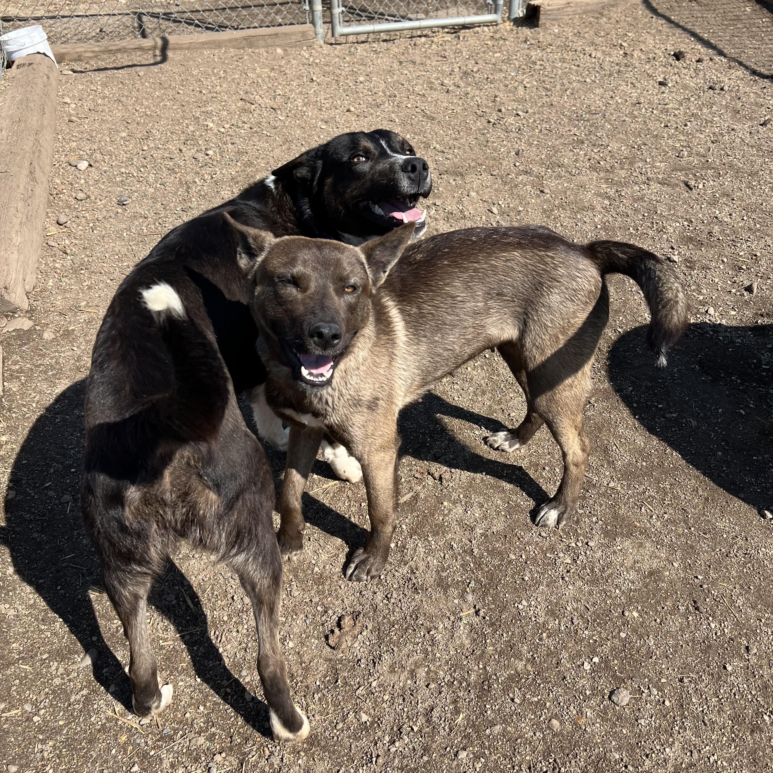 Chico & Breezie **NO FEE** (Sponsored by the Martin County West 4th Graders), a Adoptable mixed breed in Fairmont, MN image 5/6