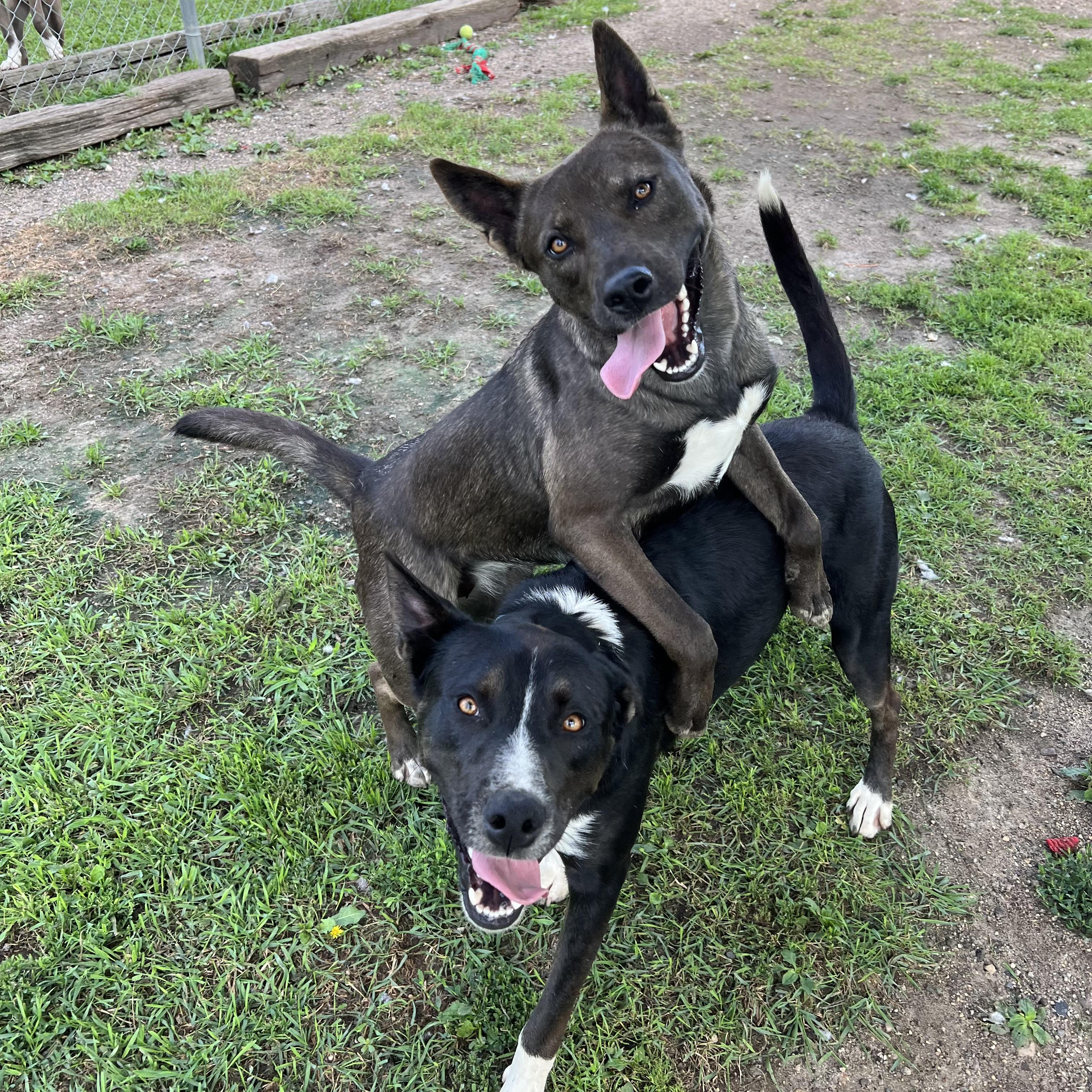 Chico & Breezie  - Sponsored by the Martin County West 4th Graders