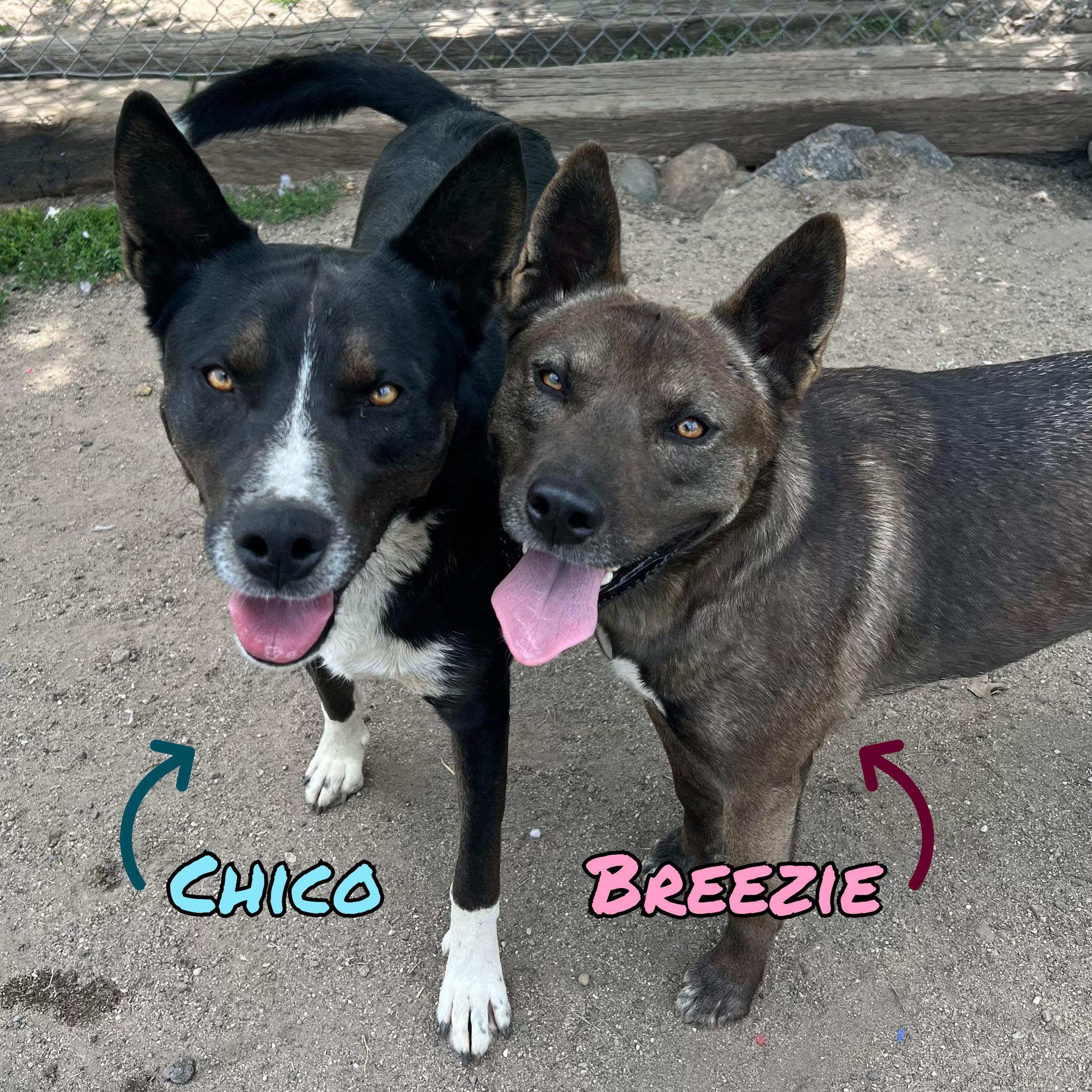 Chico & Breezie - NO FEE (Sponsored by the Martin County West 4th Graders), Adoptable, Adult Female Shepherd & Husky.