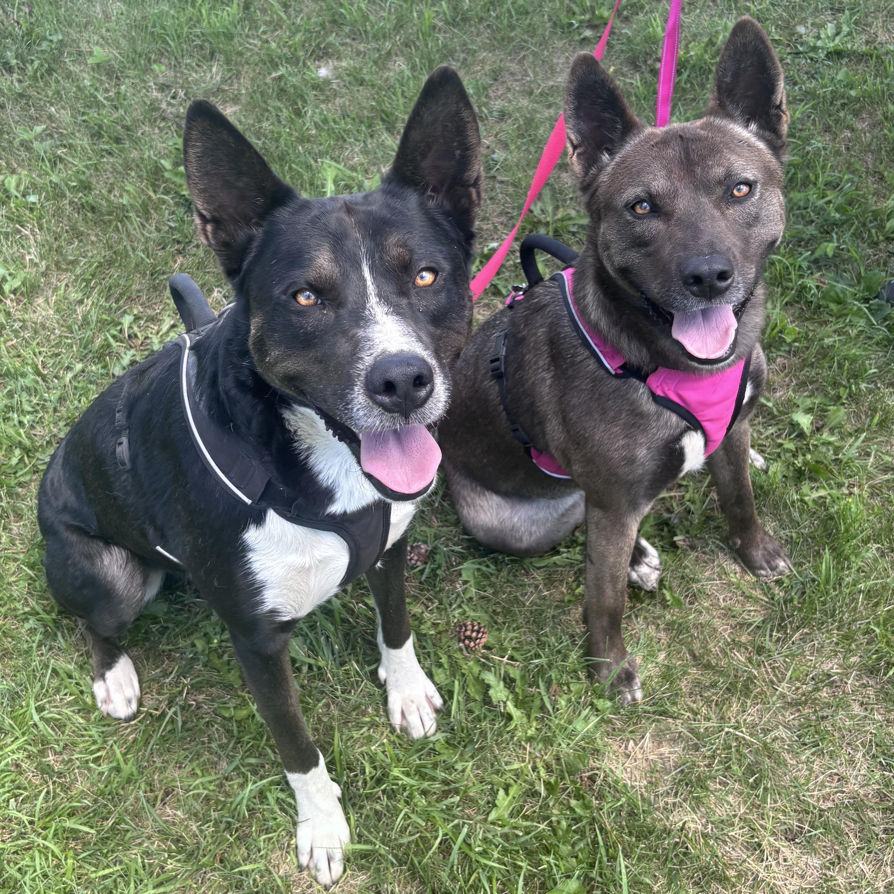 Chico & Breezie - NO FEE (Sponsored by the Martin County West 4th Graders), a Adoptable mixed breed in Fairmont, MN image 4/6