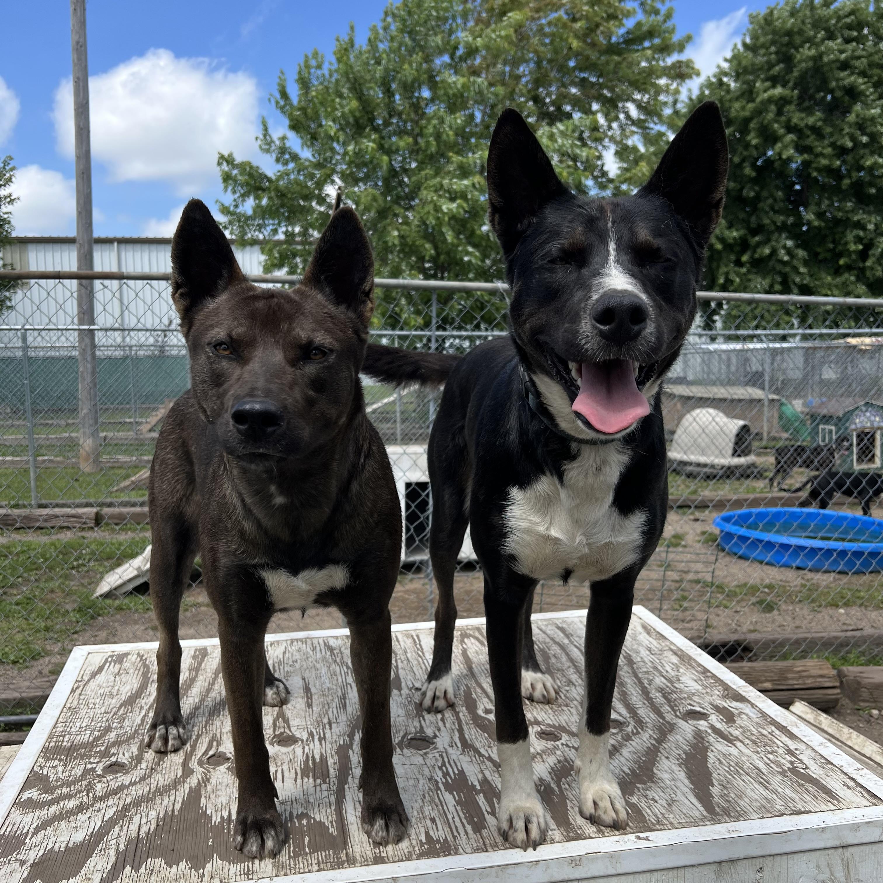 Chico & Breezie **NO FEE** (Sponsored by the Martin County West 4th Graders), a Adoptable mixed breed in Fairmont, MN image 3/6