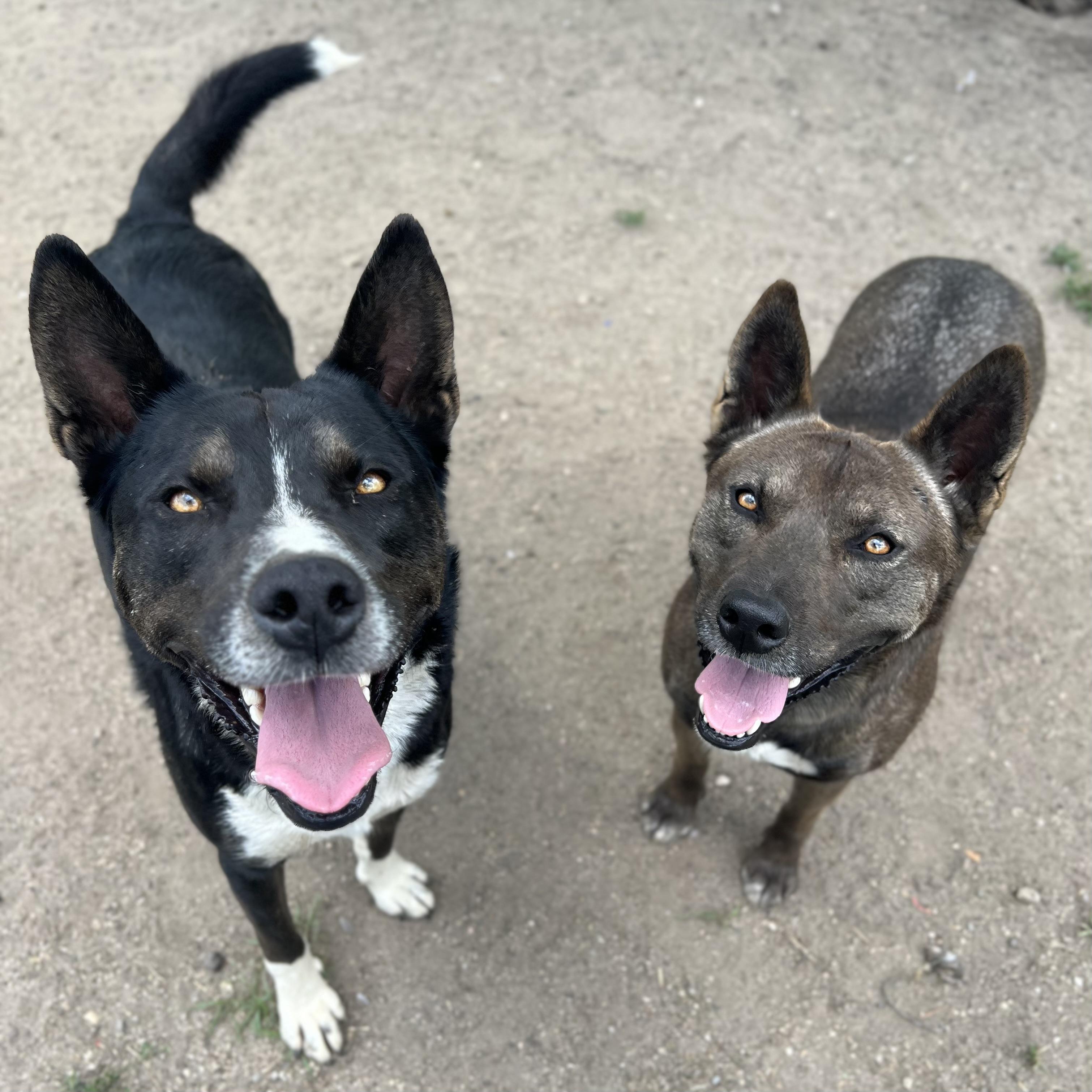 Chico & Breezie - NO FEE (Sponsored by the Martin County West 4th Graders), a Adoptable mixed breed in Fairmont, MN image 2/6