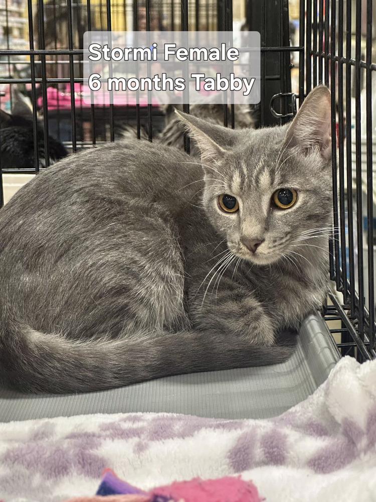 Enlarge Stormi, a Adoptable Tabby in Orlando, FL image 1/1
