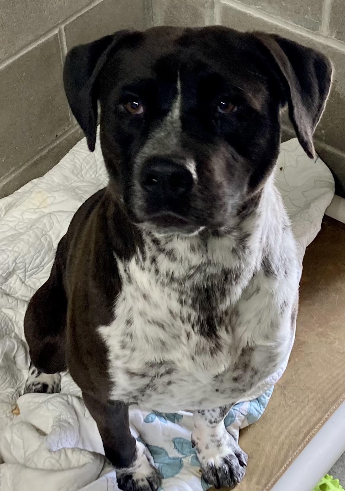 Colton, a ADOPTABLE mixed breed in Sandusky, MI image 3/3