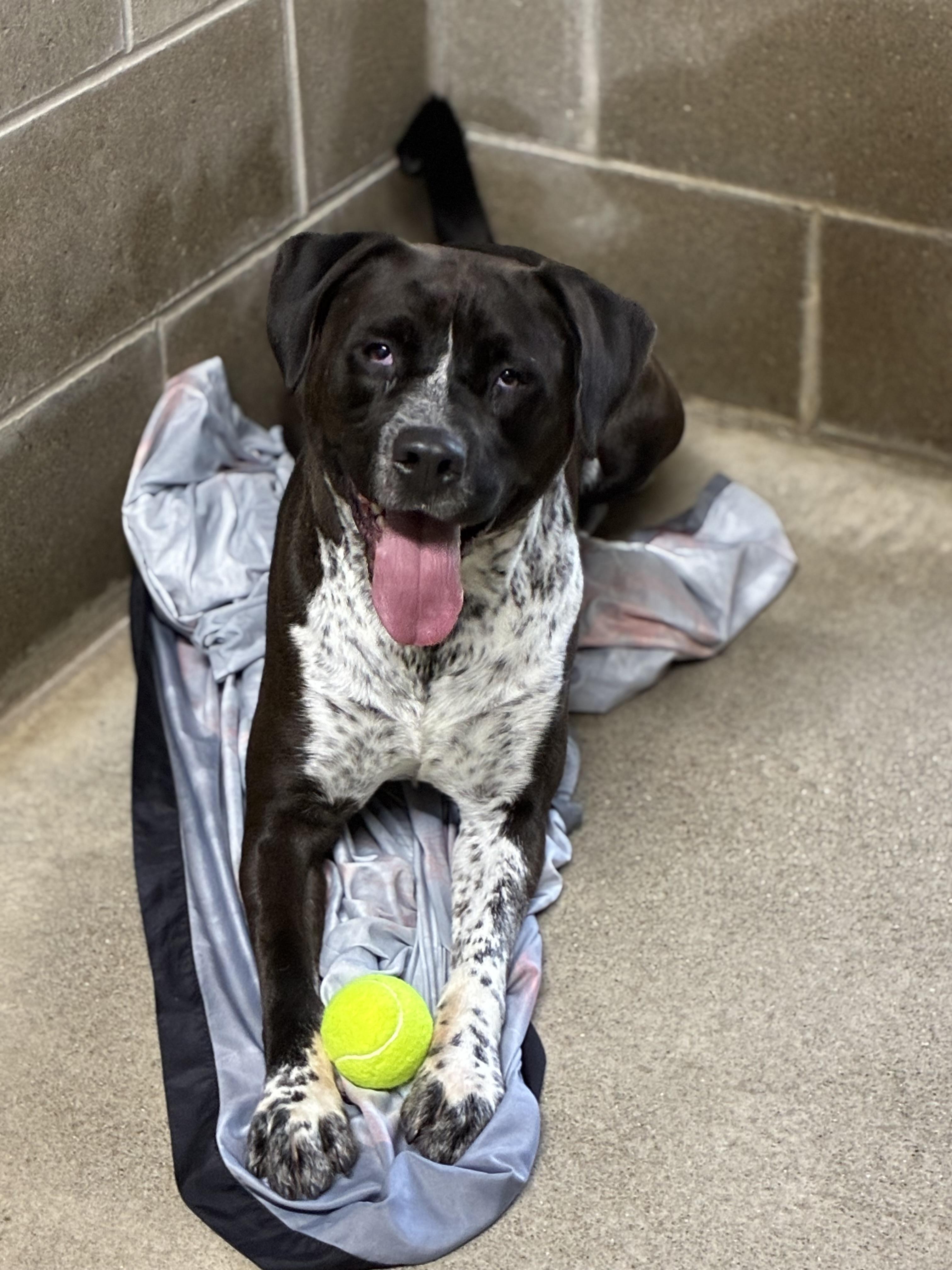 Colton, Adoptable, Adult Male Black Labrador Retriever & Pointer.