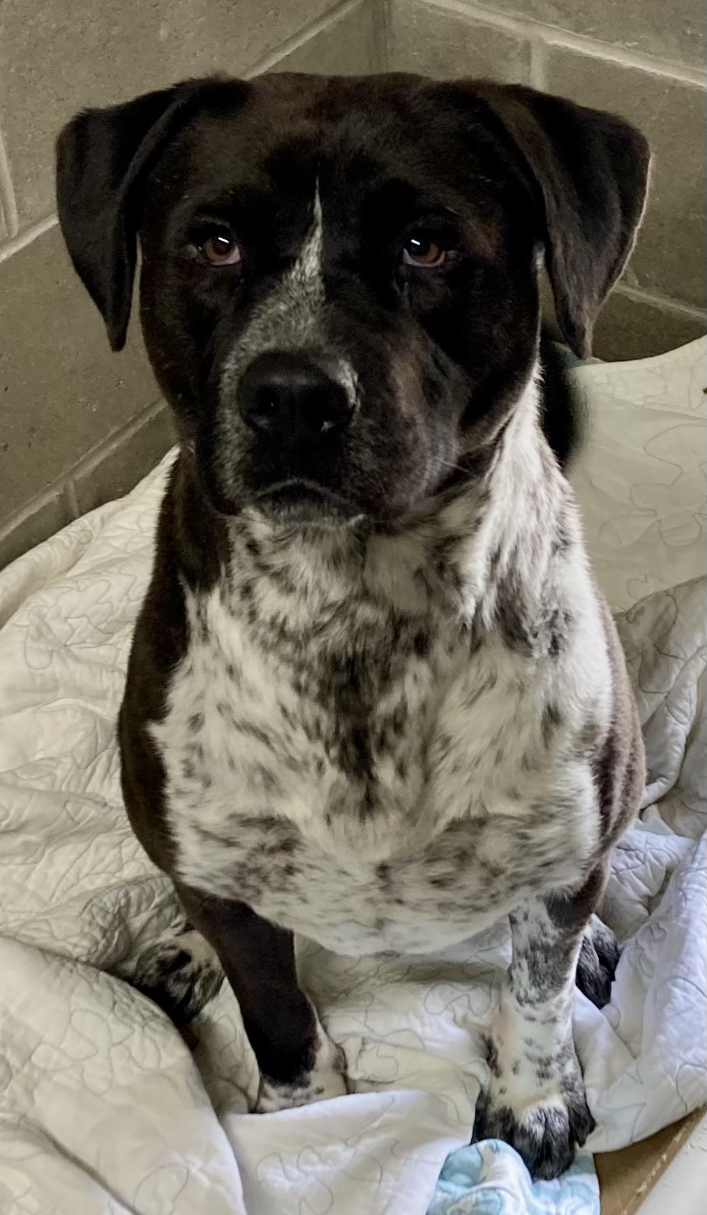 Colton, a ADOPTABLE mixed breed in Sandusky, MI image 1/3