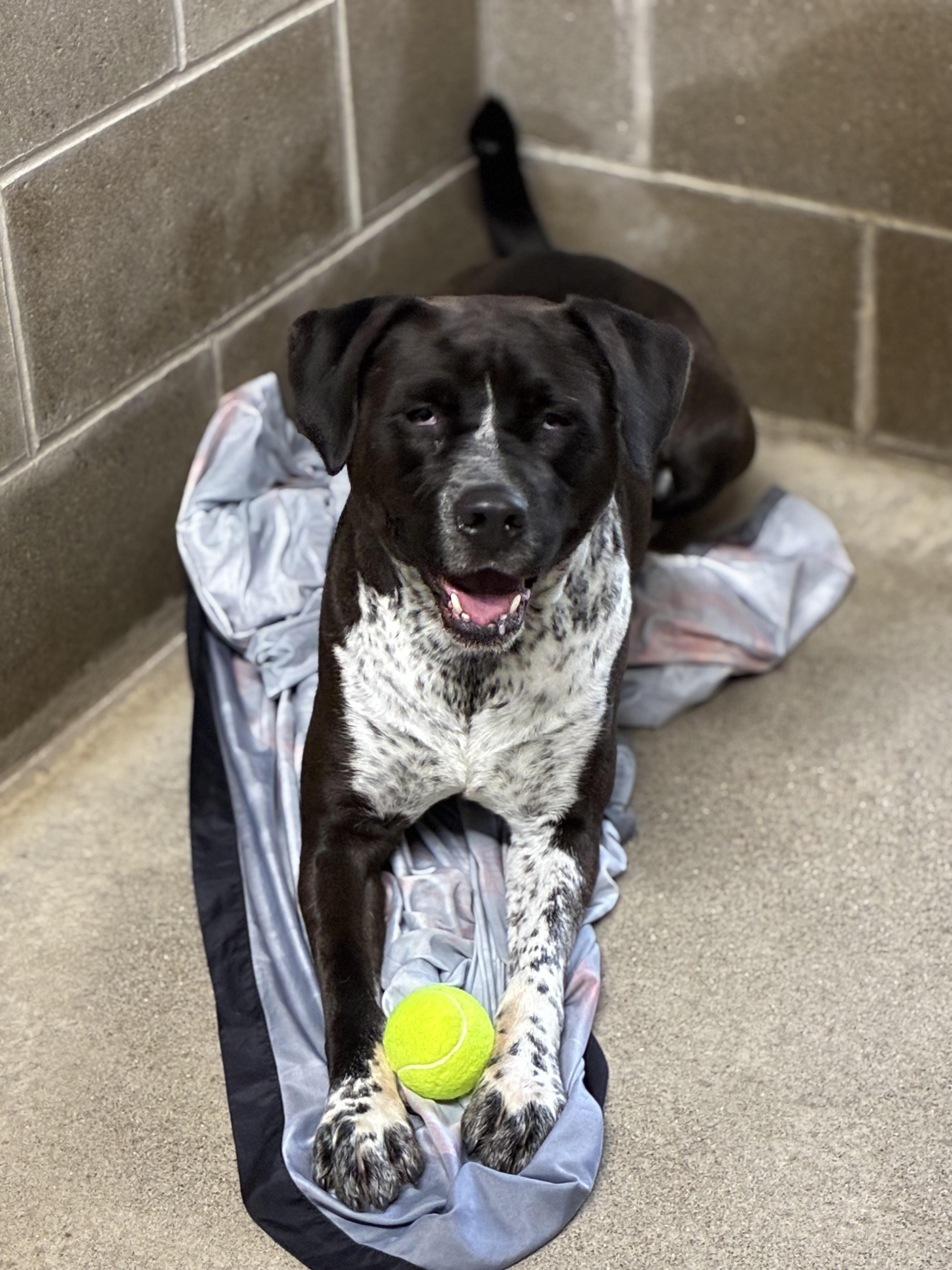 Enlarge Colton, a Adoptable mixed breed in Sandusky, MI image 6/6