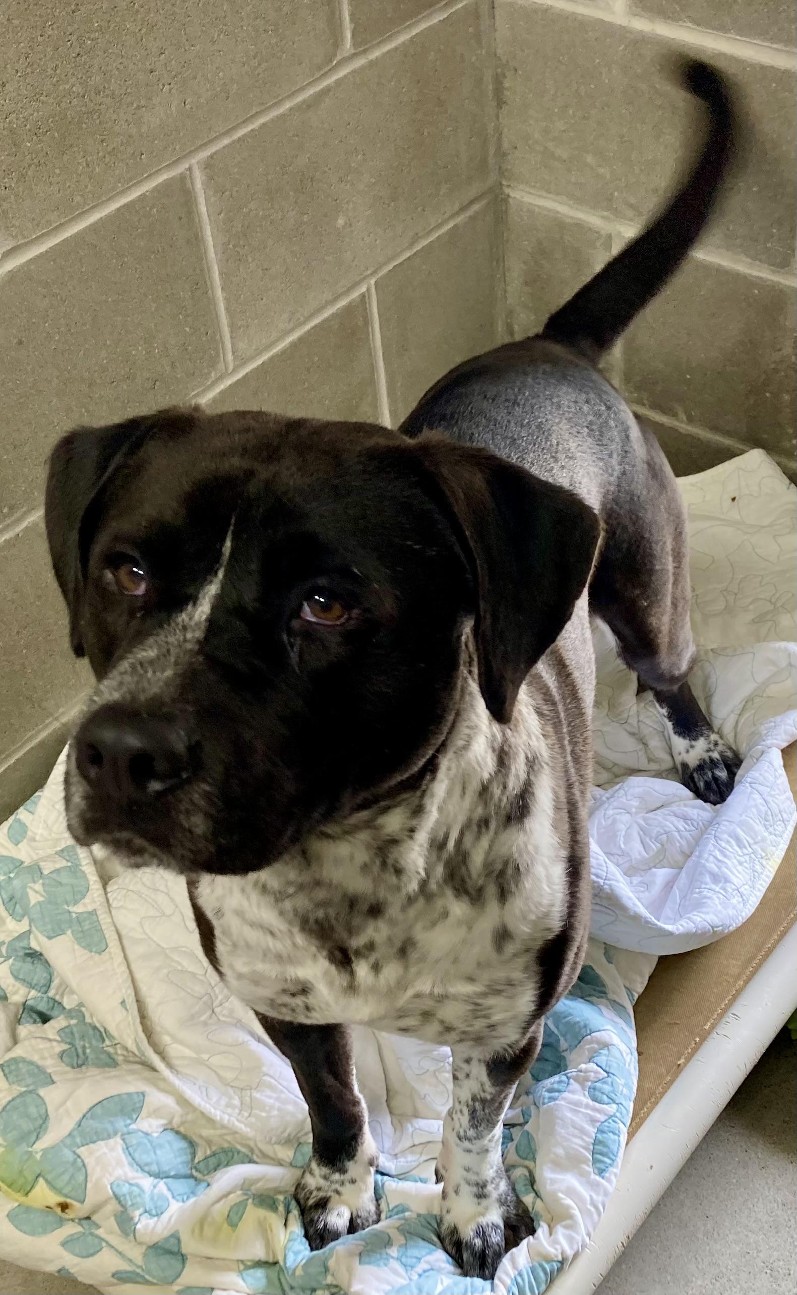 Colton, a ADOPTABLE mixed breed in Sandusky, MI image 2/3