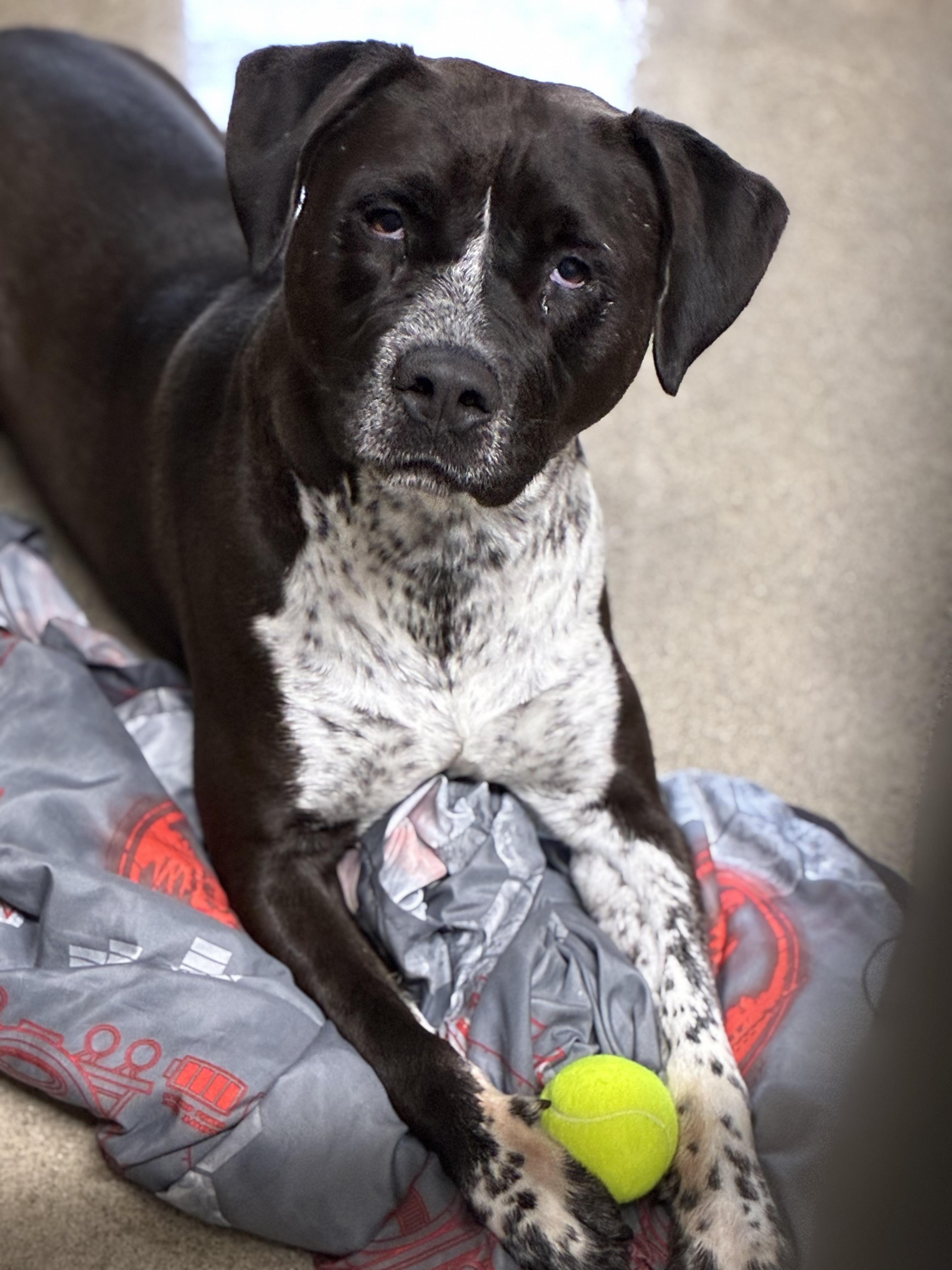 Enlarge Colton, a Adoptable mixed breed in Sandusky, MI image 5/6
