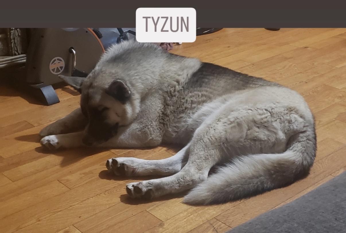 Enlarge Tyzun - Courtesy Post, a ADOPTABLE mixed breed in Marina Del Rey, CA image 2/5