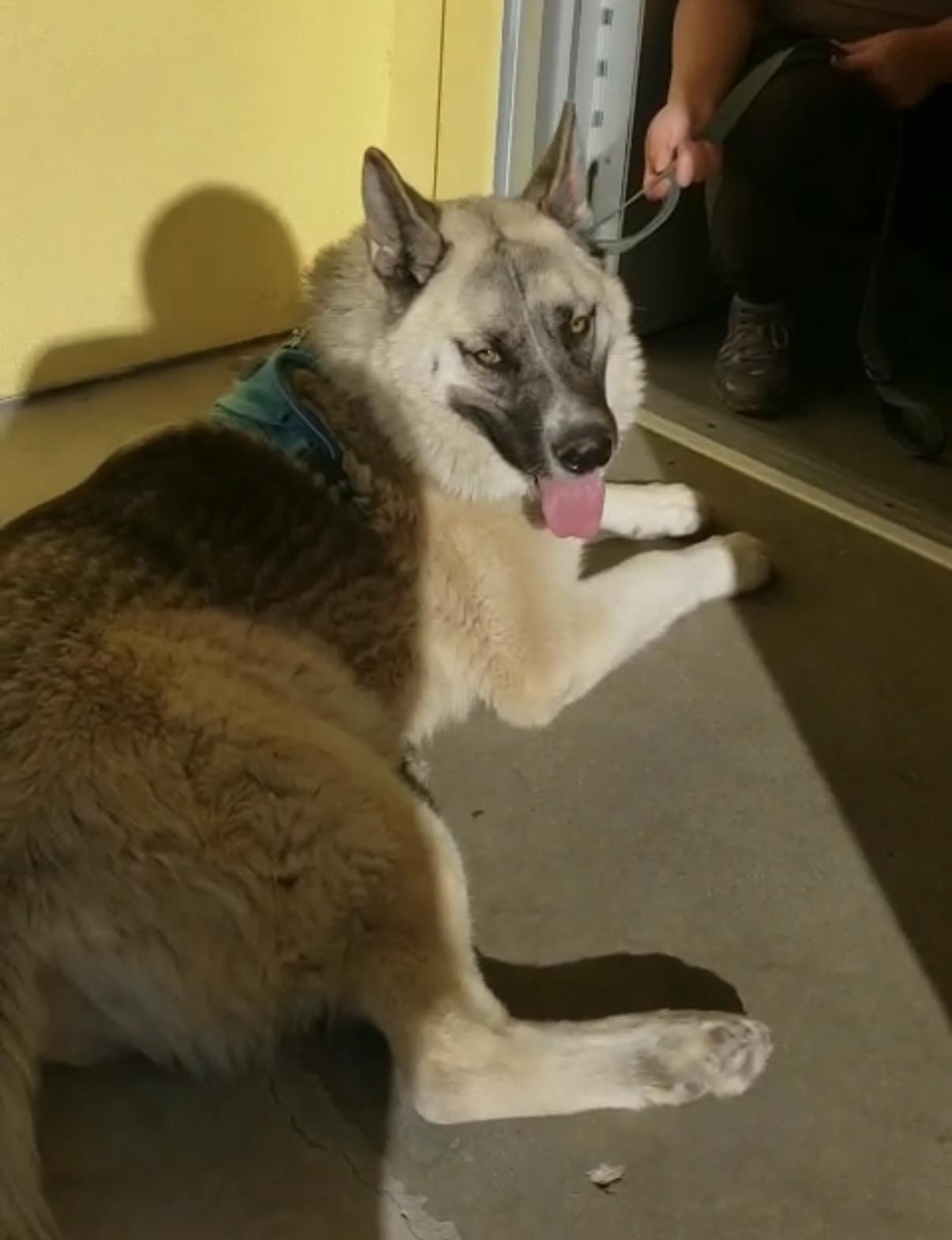 Enlarge Tyzun - Courtesy Post, a ADOPTABLE mixed breed in Marina Del Rey, CA image 5/5