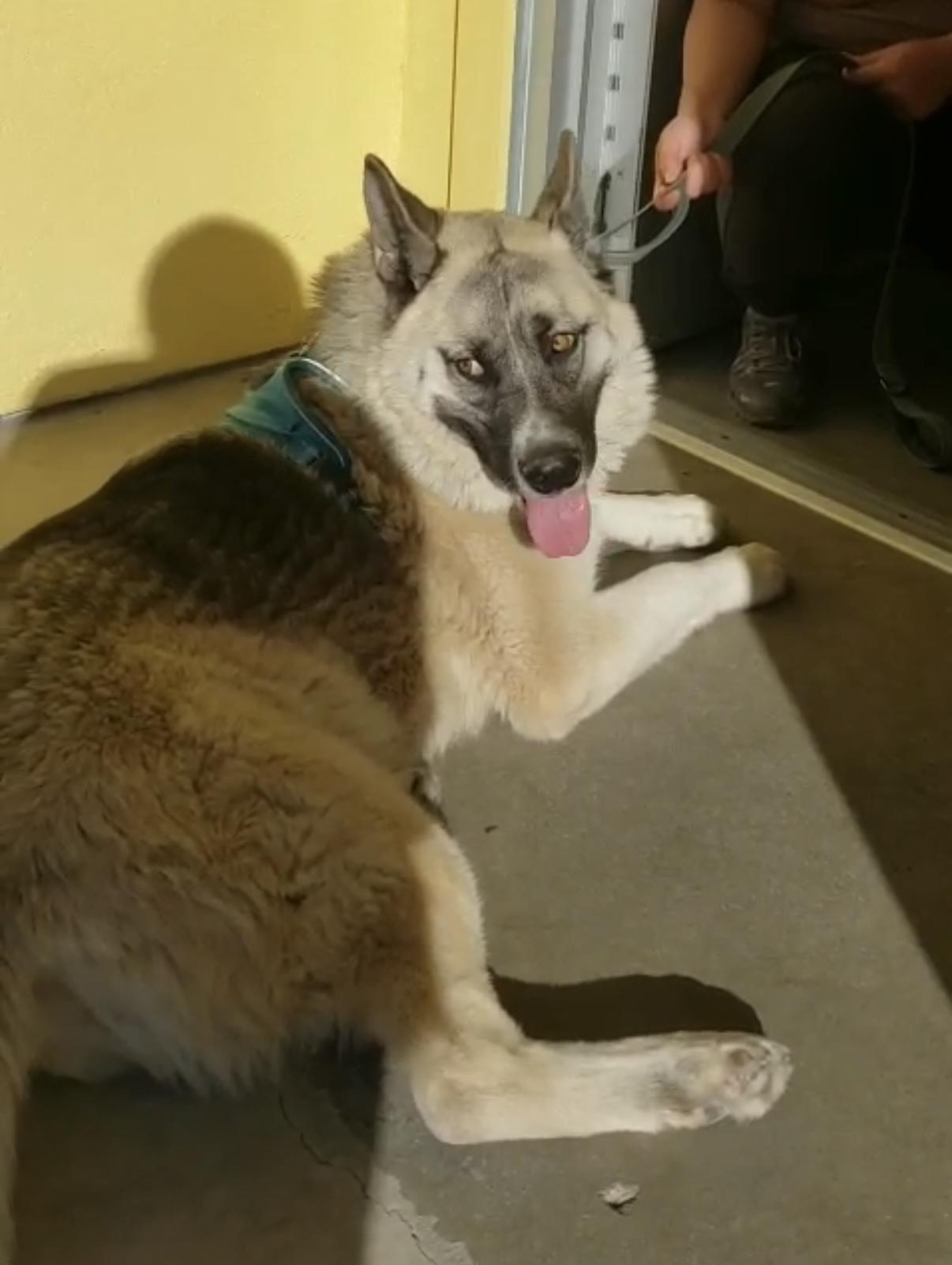 Tyzun - Courtesy Post, ADOPTABLE, Young Male German Shepherd Dog.