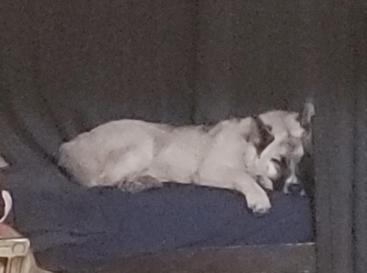 Enlarge Tyzun - Courtesy Post, a ADOPTABLE mixed breed in Marina Del Rey, CA image 3/5