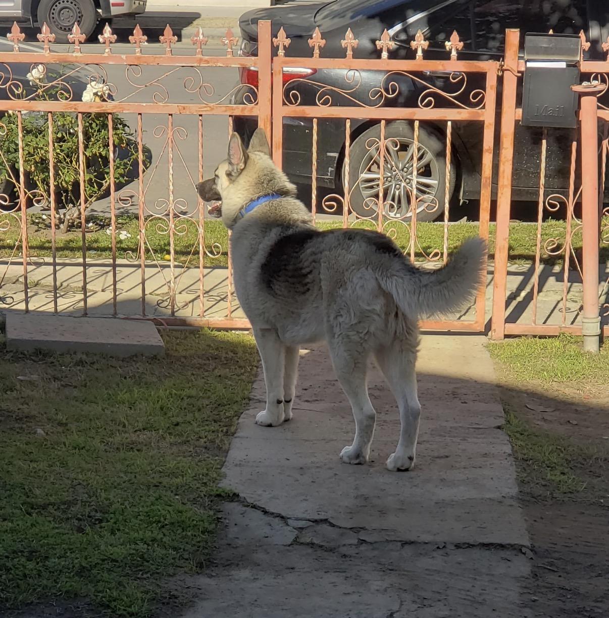 Enlarge Tyzun - Courtesy Post, a ADOPTABLE mixed breed in Marina Del Rey, CA image 4/5