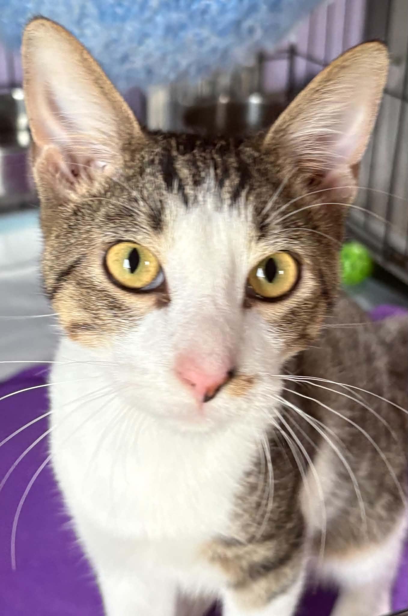 Enlarge Milky Way, a Adoptable Domestic Short Hair in Dalzell, IL image 1/3